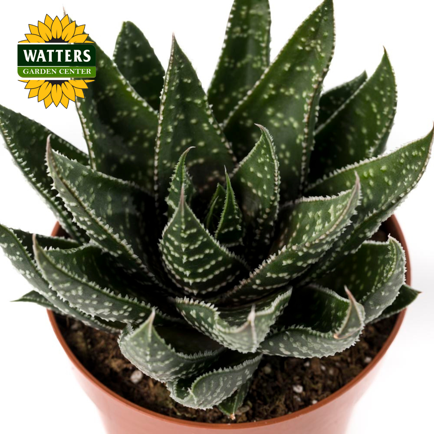 Potted succulent plant with Watters Garden Center logo in the corner