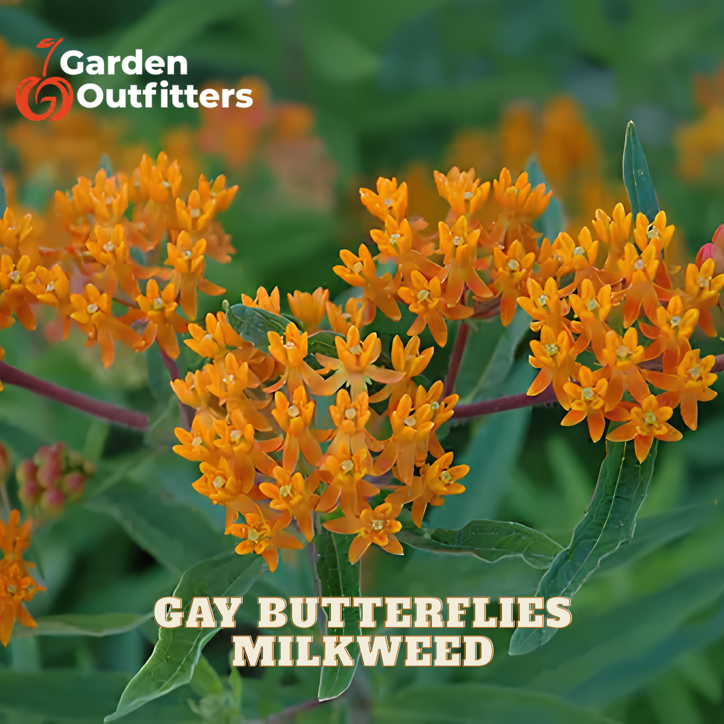 Orange milkweed flowers with green leaves, featuring the Garden Outfitters logo in the top left and the text 'GAY BUTTERFLIES MILKWEED' at the bottom.