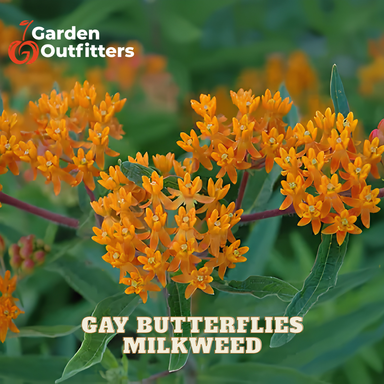 Orange milkweed flowers with green leaves, featuring the Garden Outfitters logo in the top left and the text 'GAY BUTTERFLIES MILKWEED' at the bottom.