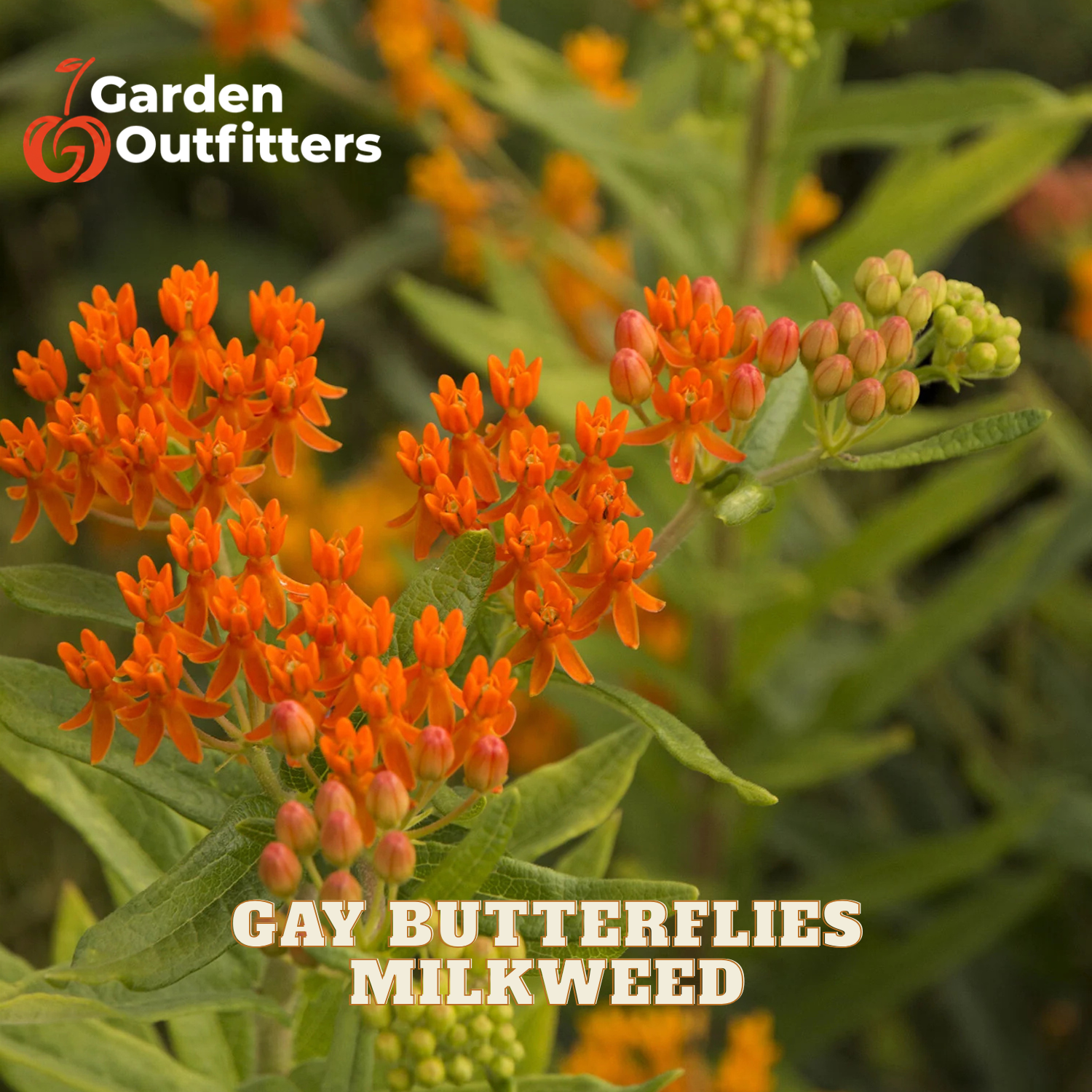 Close-up of orange milkweed flowers with green leaves and buds, with the text 'GAY BUTTERFLIES MILKWEED' and a Garden Outfitters logo.