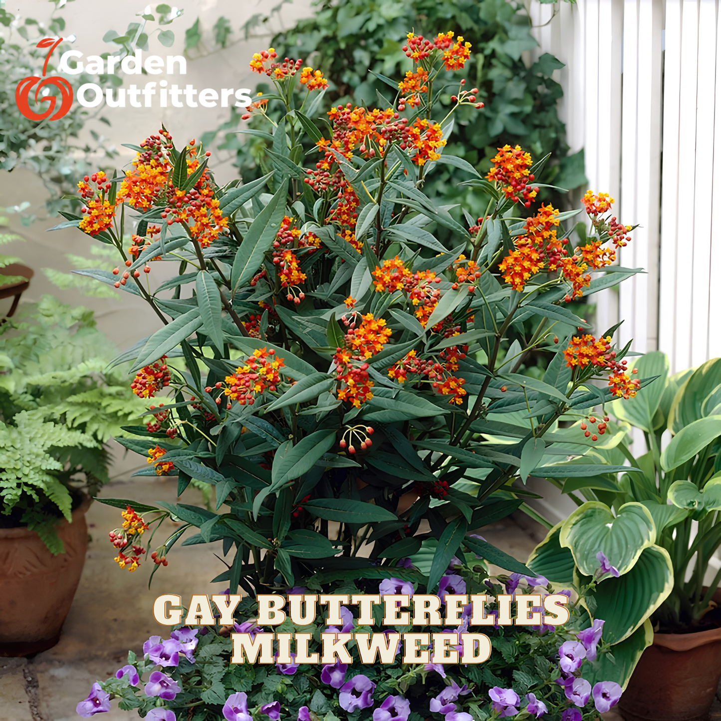 A potted Garden Outfitters Gay Butterflies Milkweed plant with bright orange flowers and green leaves, shown in a garden setting with other potted plants.