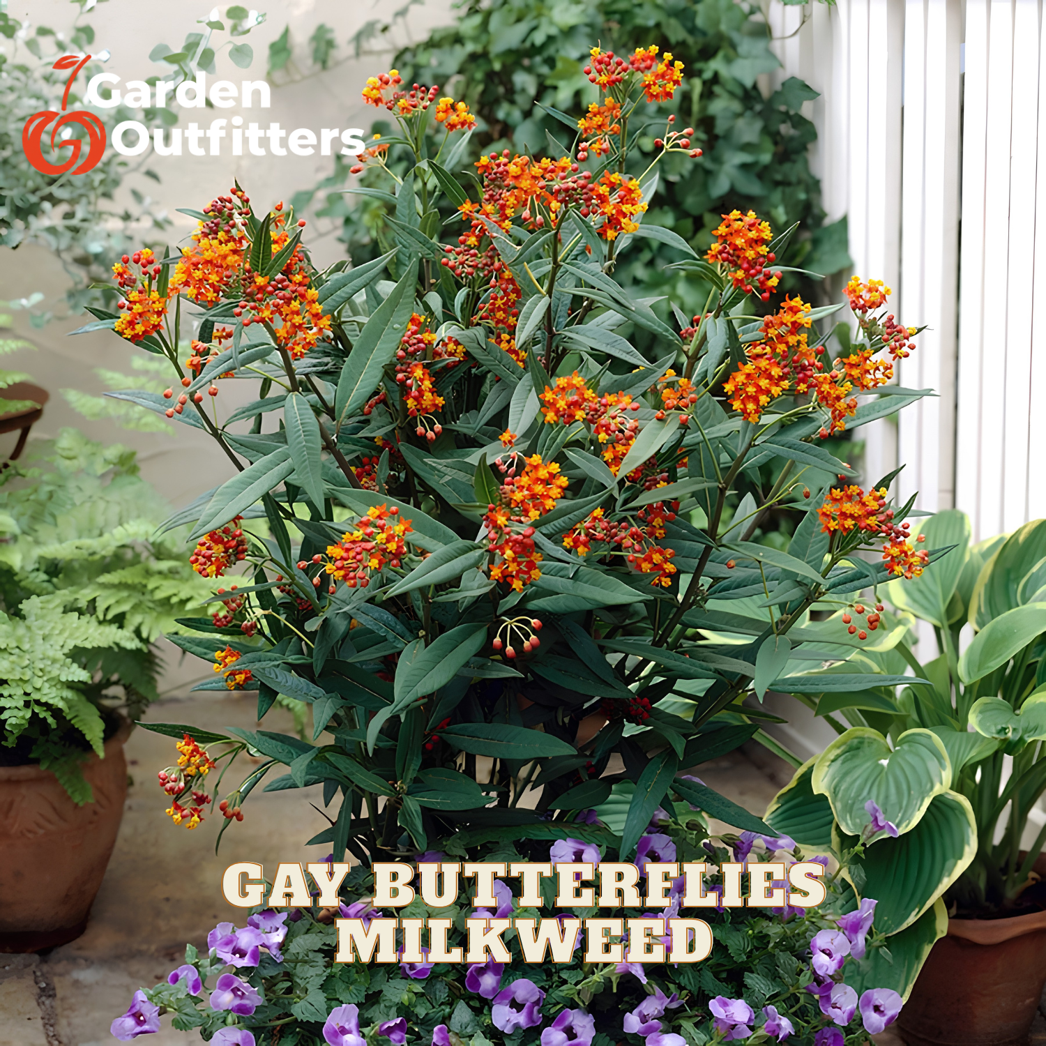 A potted Garden Outfitters Gay Butterflies Milkweed plant with bright orange flowers and green leaves, shown in a garden setting with other potted plants.