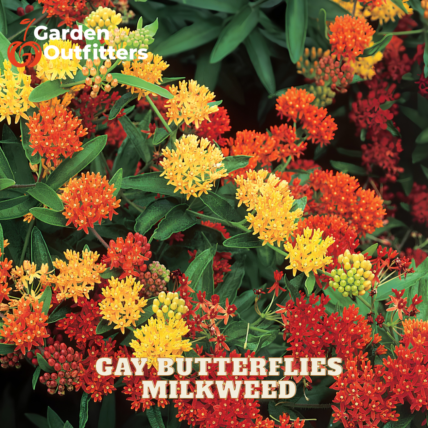 A close-up of milkweed flowers in red, orange, and yellow with green leaves, overlaid with the text 'Garden Outfitters' and 'GAY BUTTERFLRIES MILKWEED'.