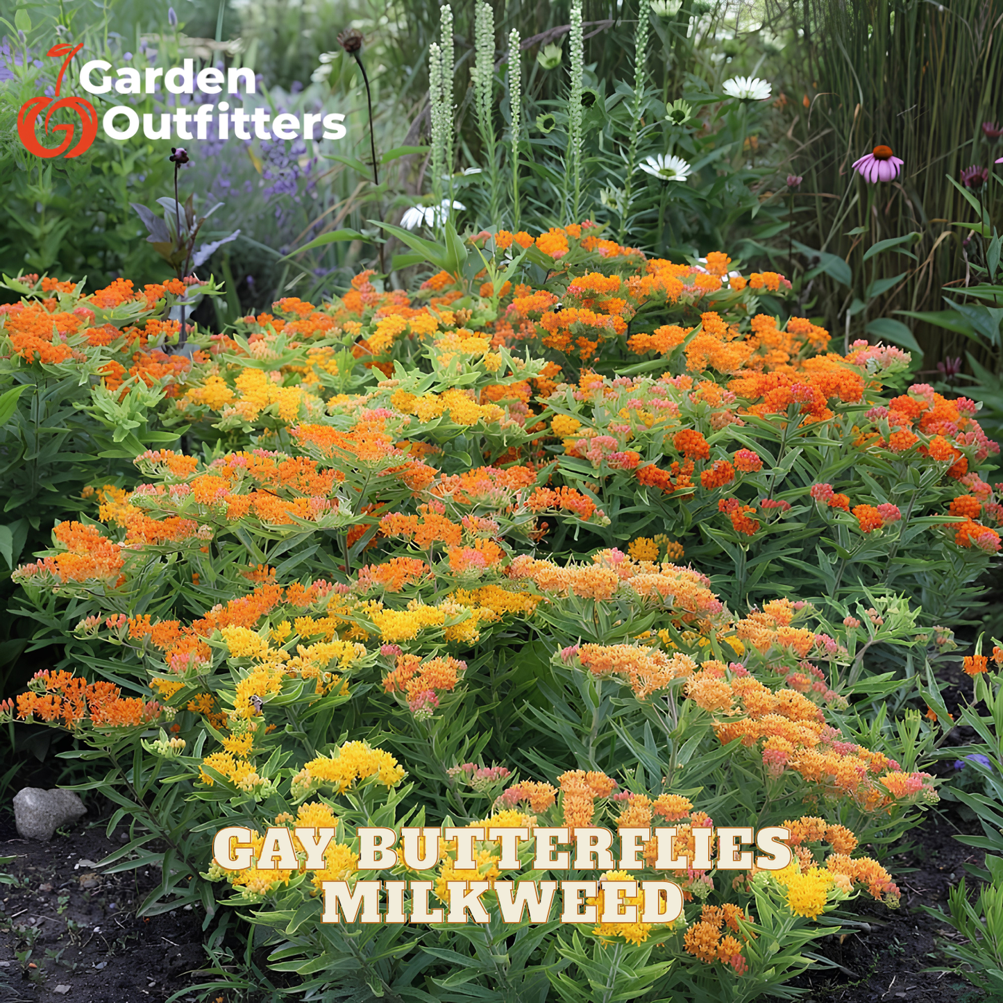 Gay Butterflies Milkweed (Asclepias tuberosa 'Gay Butterflies') - 1 gallon