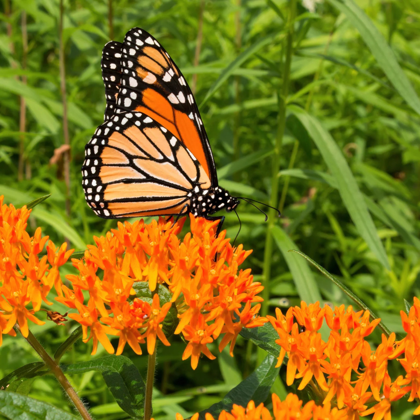 A monarch butterfly with orange, black, and white wings perched on bright orange butterfly flowers among green foliage.