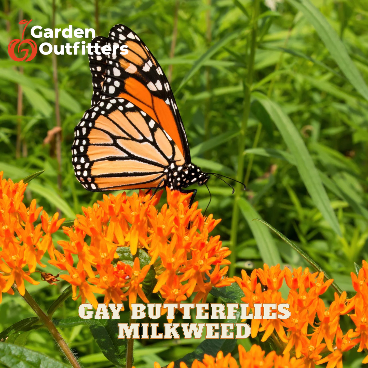 A monarch butterfly perched on bright orange milkweed flowers, with green foliage in the background. White text at the bottom reads 'GAY BUTTERFLIES MILKWEED,' and a Garden Outfitters logo appears in the top left corner.