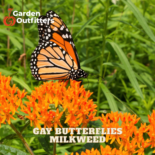 A monarch butterfly perched on bright orange milkweed flowers, with green foliage in the background. White text at the bottom reads 'GAY BUTTERFLIES MILKWEED,' and a Garden Outfitters logo appears in the top left corner.