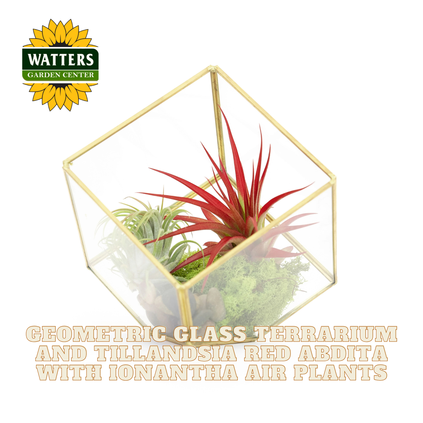 Geometric glass terrarium with Tillandsia red abdita and Ionantha air plants, featuring Watters Garden Center logo.