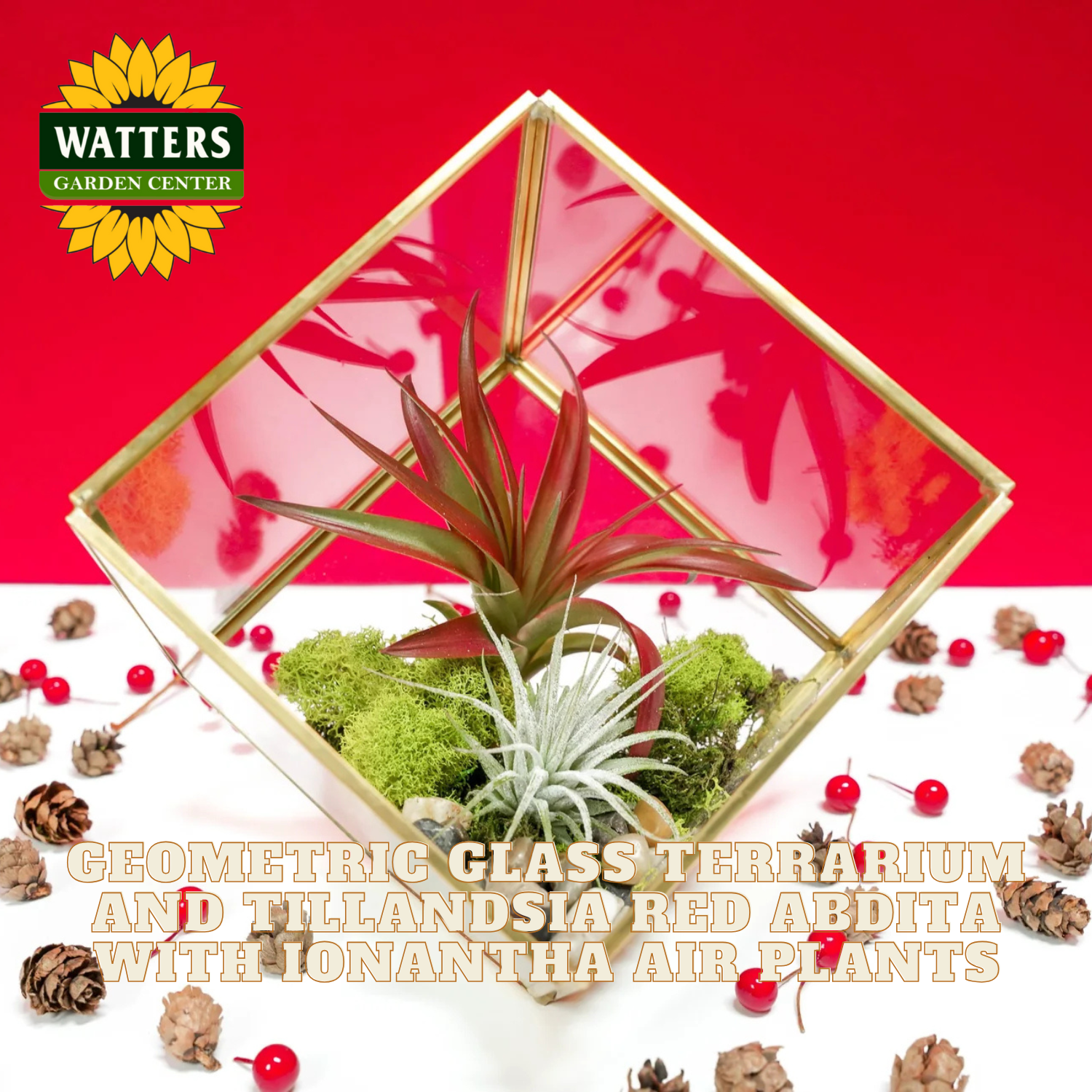 Geometric glass terrarium with Tillandsia Red Abdita and Ionantha air plants on a red background, featuring Watters Garden Center logo.