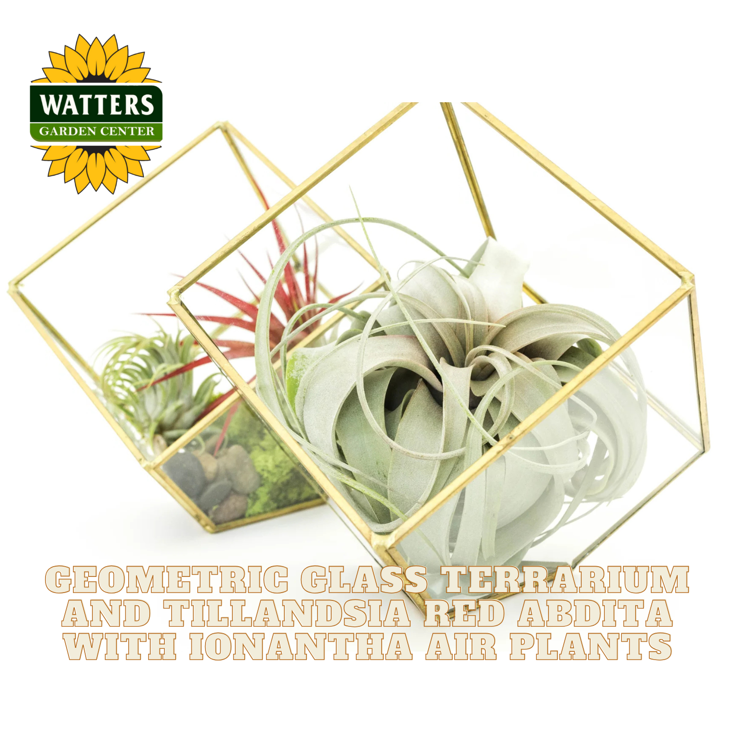 Geometric glass terrarium with Tillandsia red abdita and Ionantha air plants on a white background, featuring Watters Garden Center logo.