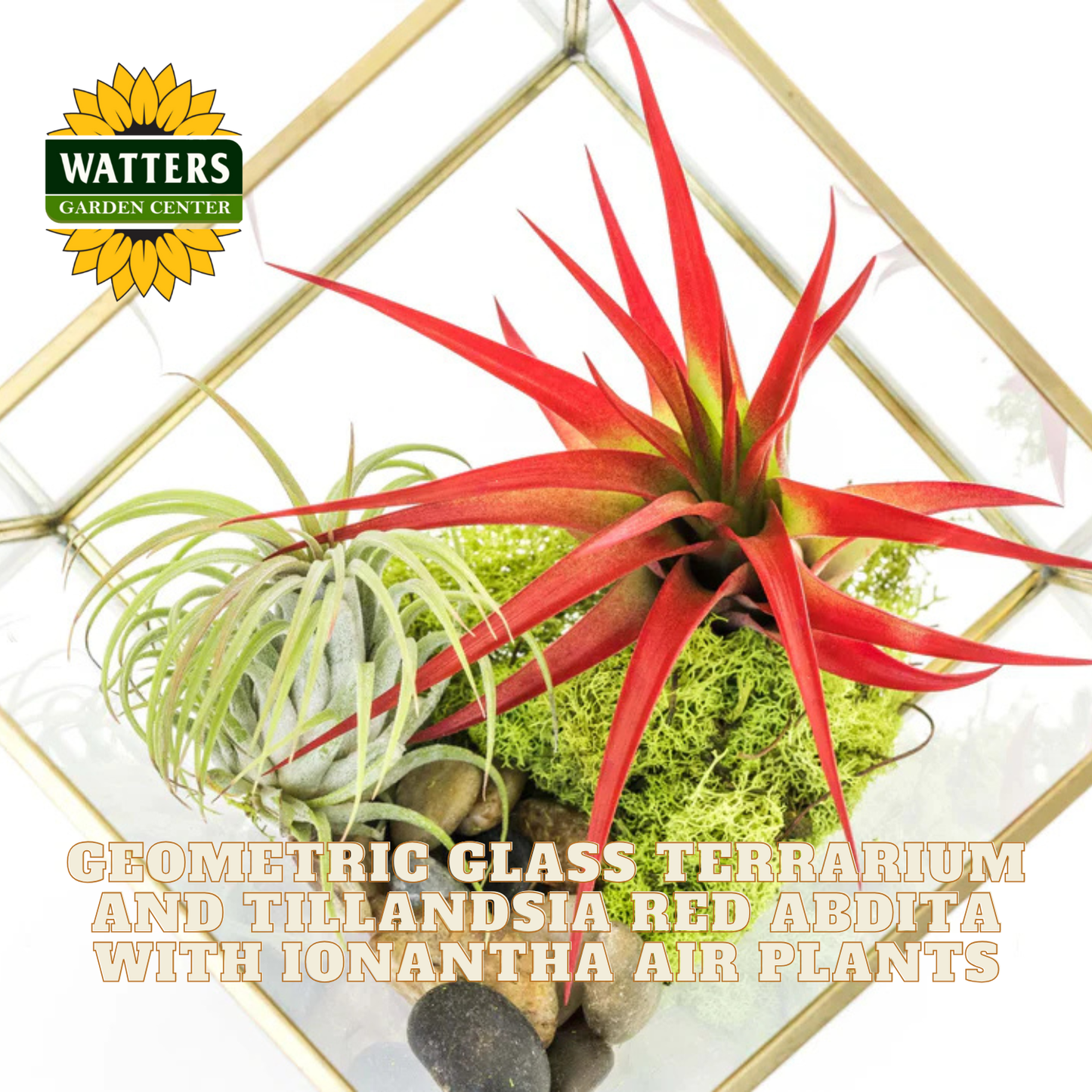 Geometric glass terrarium with Tillandsia red abdita and Ionantha air plants, featuring Watters Garden Center logo.