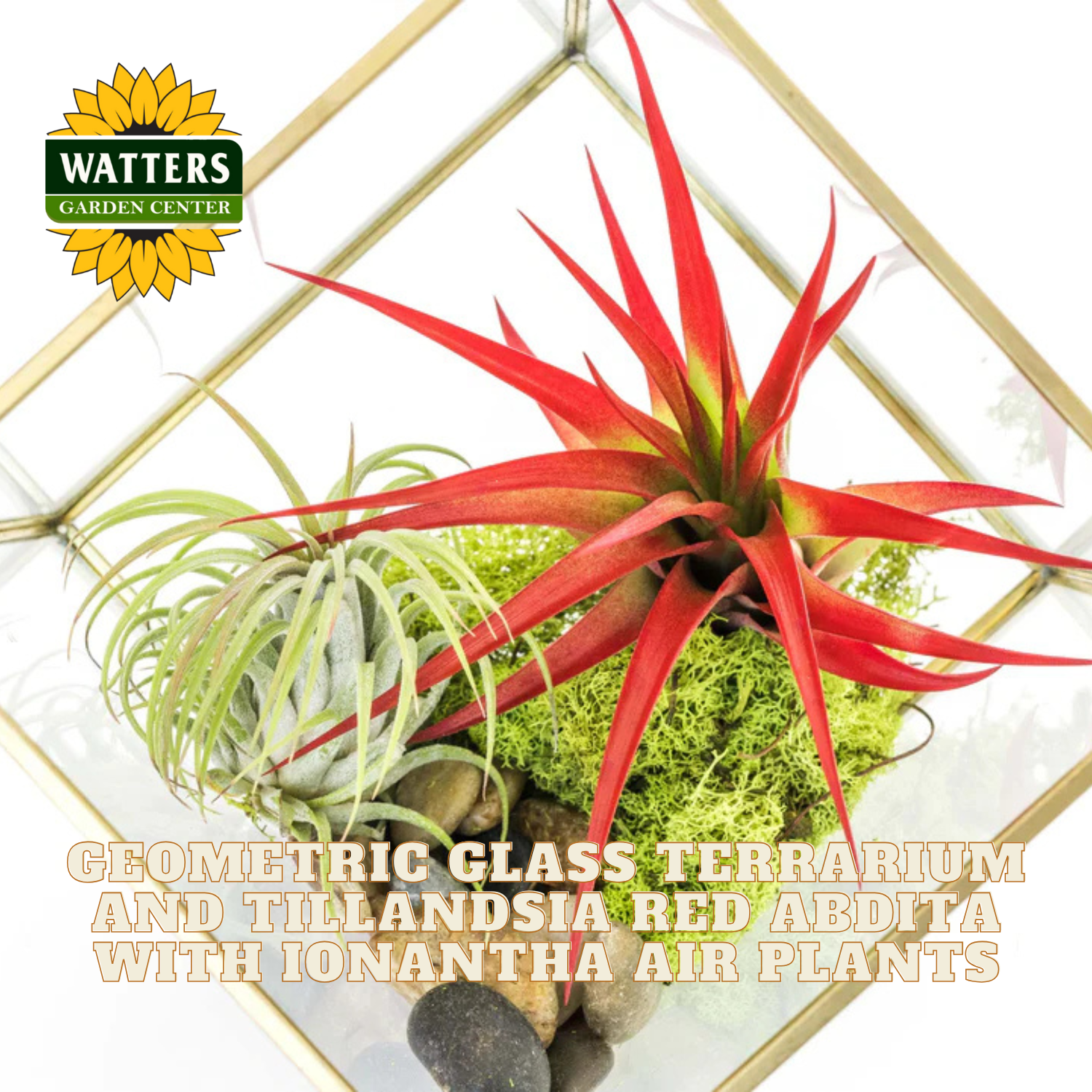 Geometric glass terrarium with Tillandsia red abdita and Ionantha air plants, featuring Watters Garden Center logo.