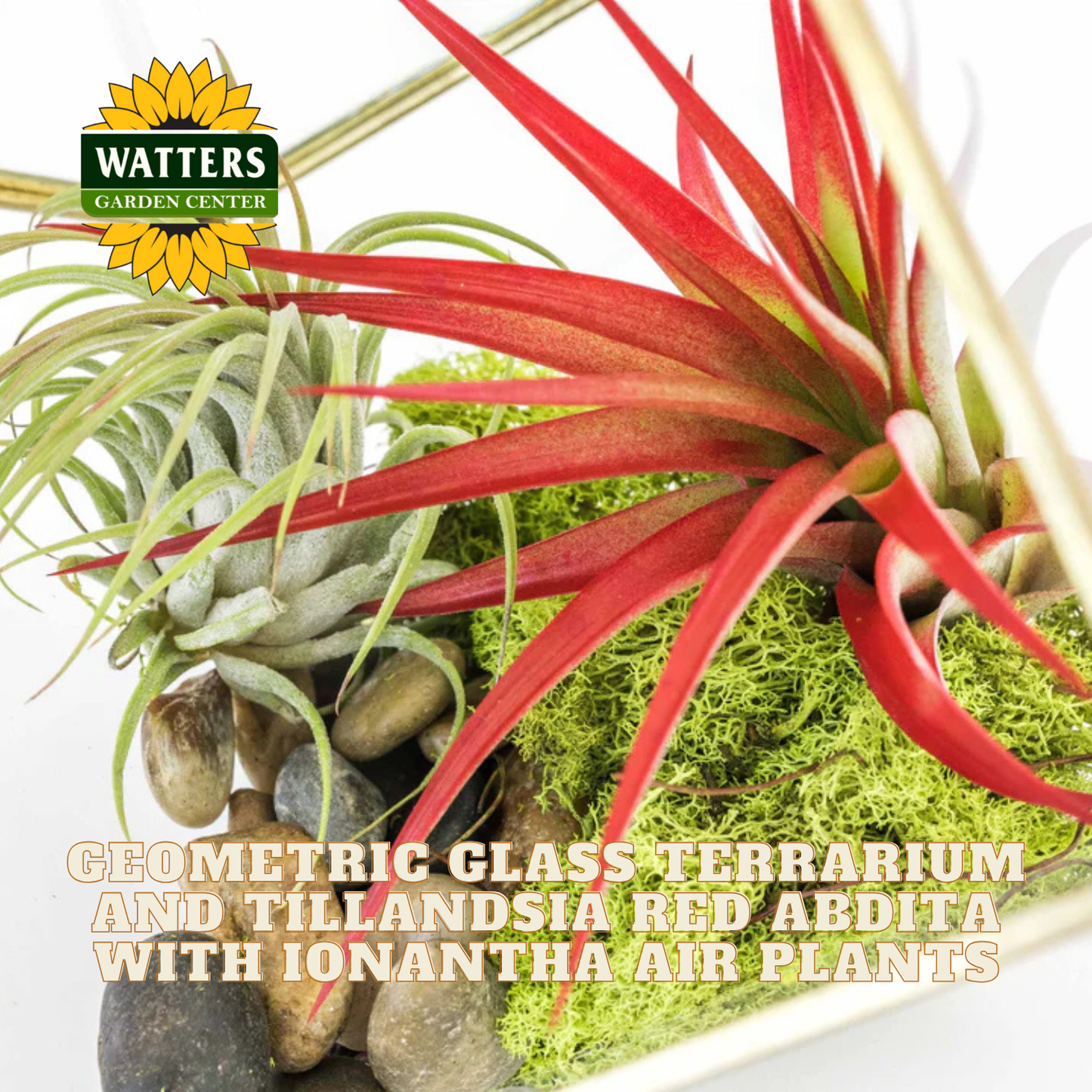 Geometric glass terrarium with Tillandsia red abdita and Ionantha air plants, featuring Watters Garden Center logo.