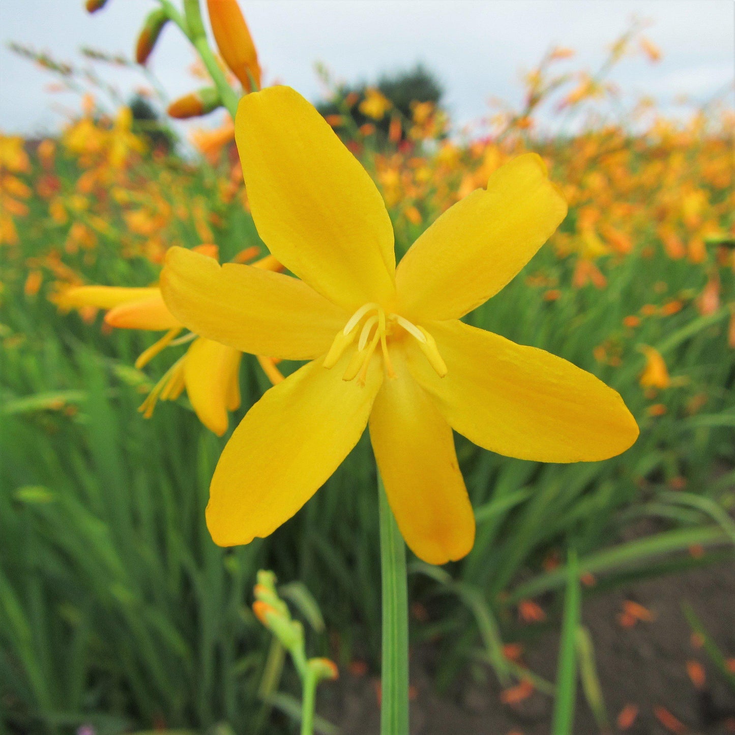 Crocosmia - George Davidson
