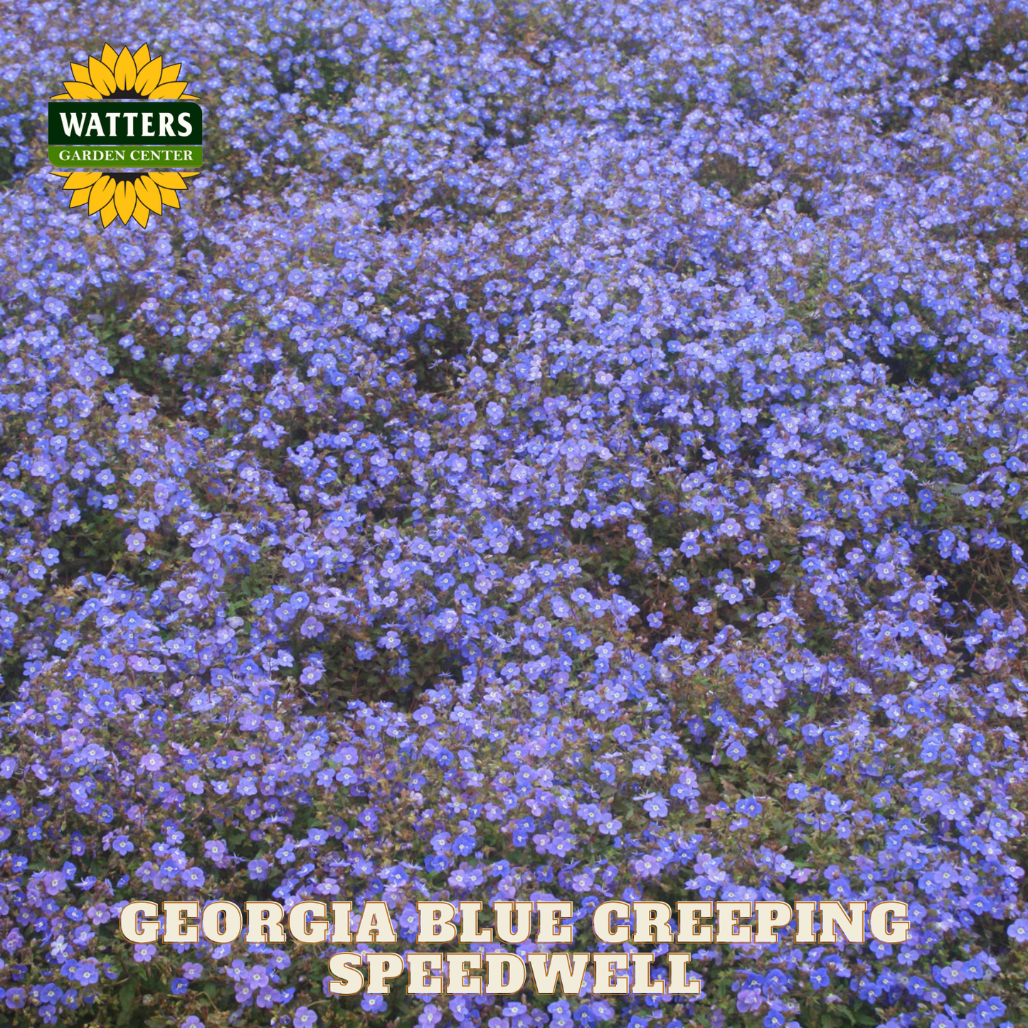 Field of blue flowers with Watters Garden Center logo and text 'Georgia Blue Creeping Speedwell'.