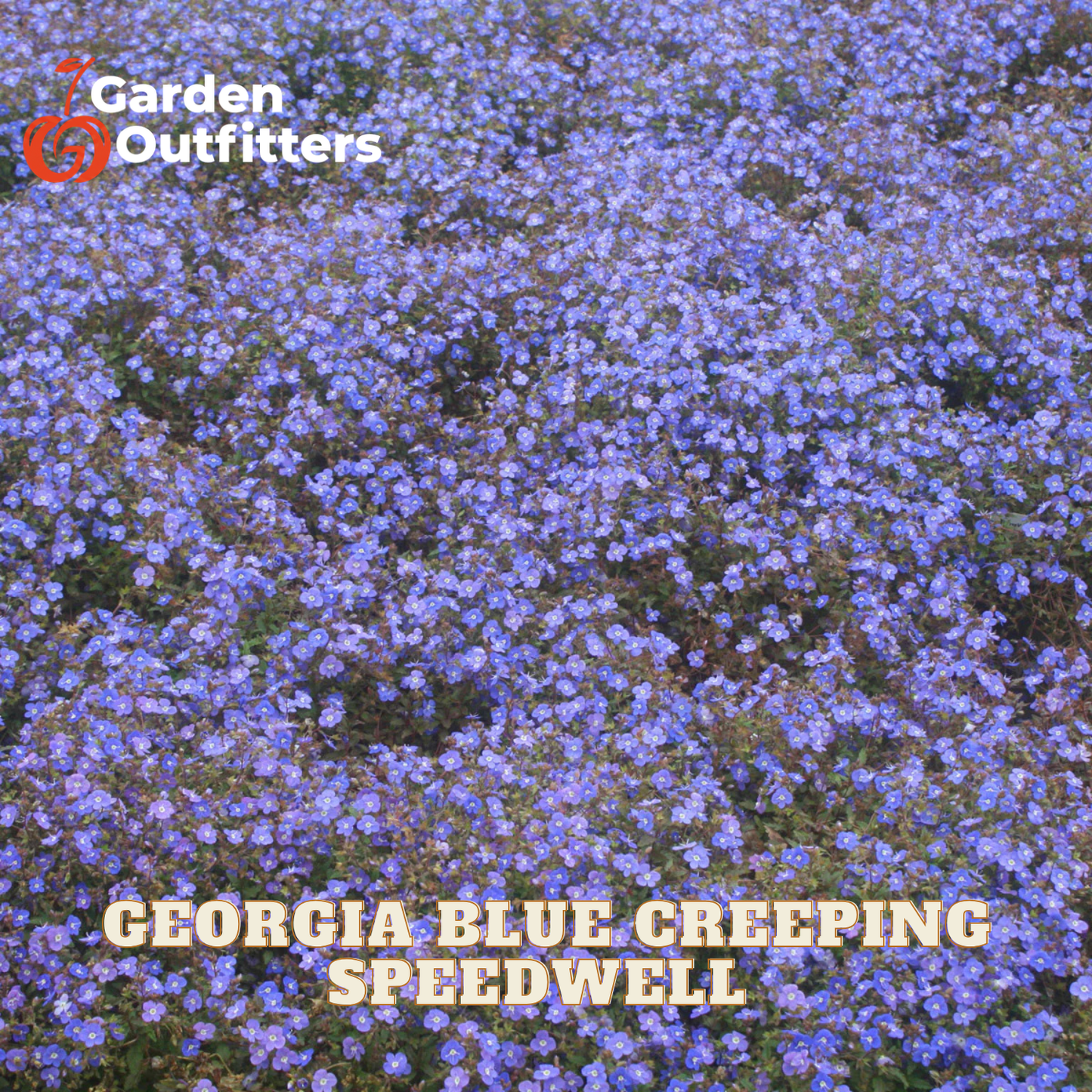 A close-up of a ground cover of small blue-purple flowers with text overlays reading 'Garden Outfitters' and 'GEORGIA BLUE CREEPING SPEEDWELL'.