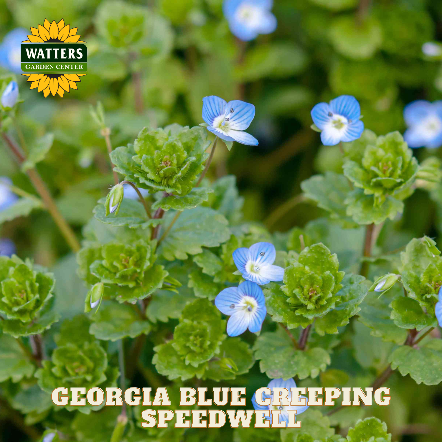 Georgia Blue Creeping Speedwell with Watters Garden Center logo