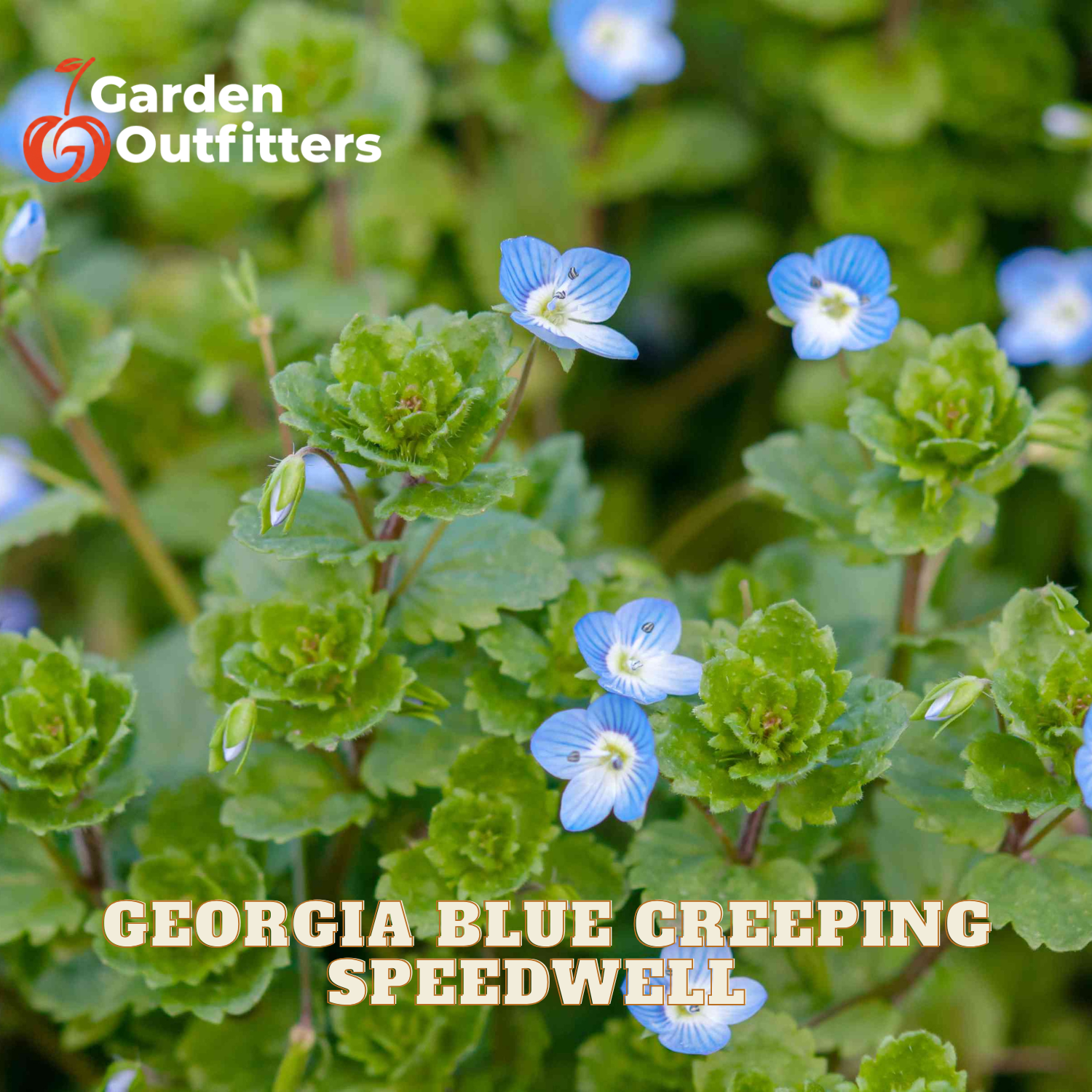 A close-up of green creeping speedwell plants with small blue flowers, with the text 'GEORGIA BLUE CREEPING SPEEDWELL' and a Garden Outfitters logo.