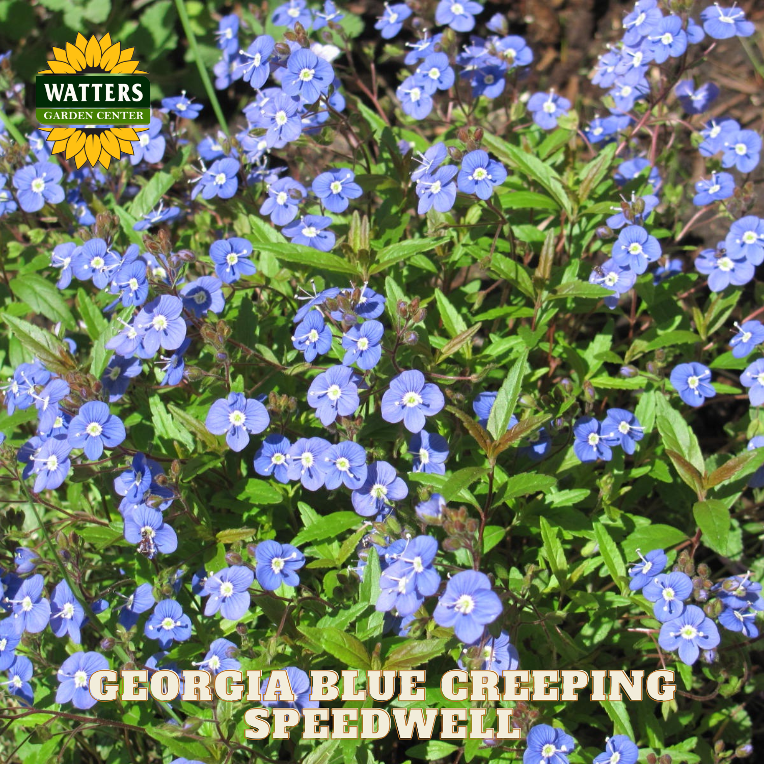 Georgia Blue Creeping Speedwell with Watters Garden Center branding
