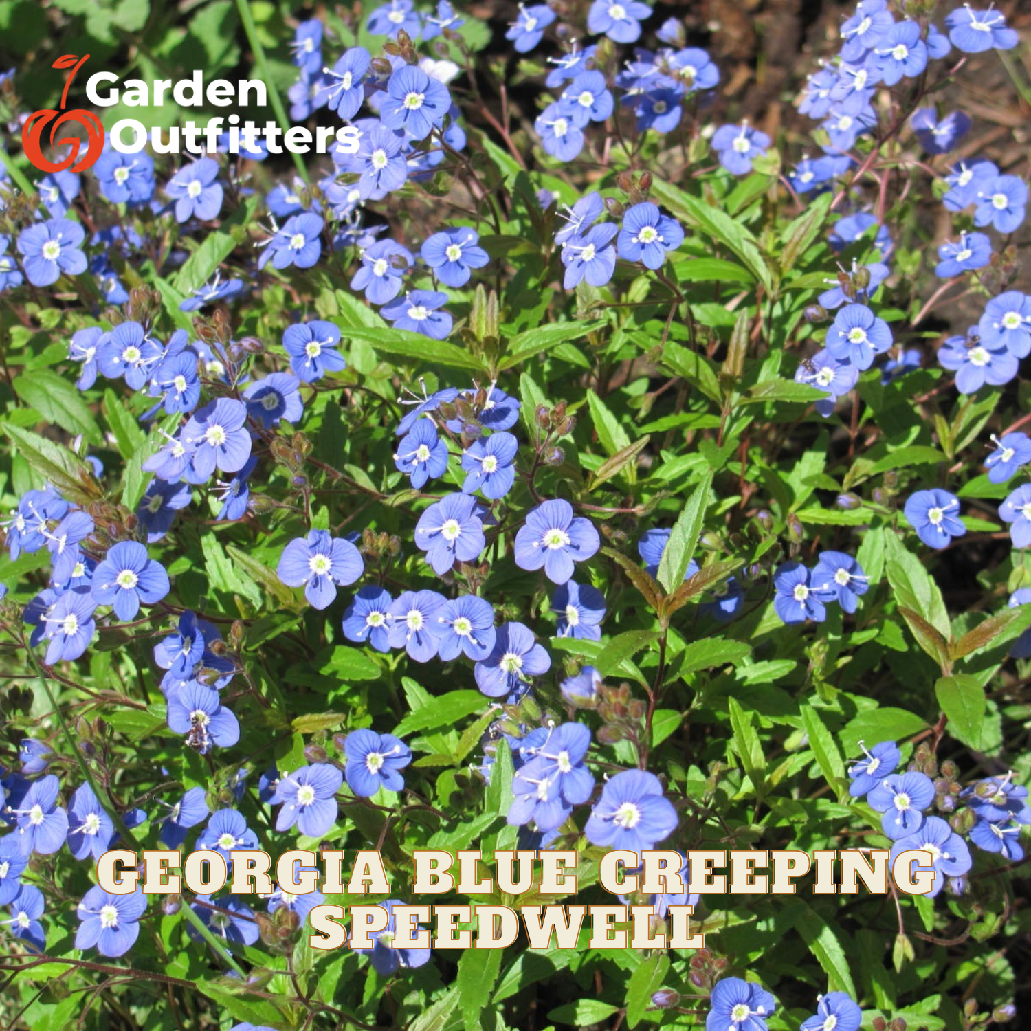 Blue creeping speedwell flowers with green leaves, featuring a Garden Outfitters logo in the top left and text reading 'GEORGIA BLUE CREEPING SPEEDWELL' at the bottom.
