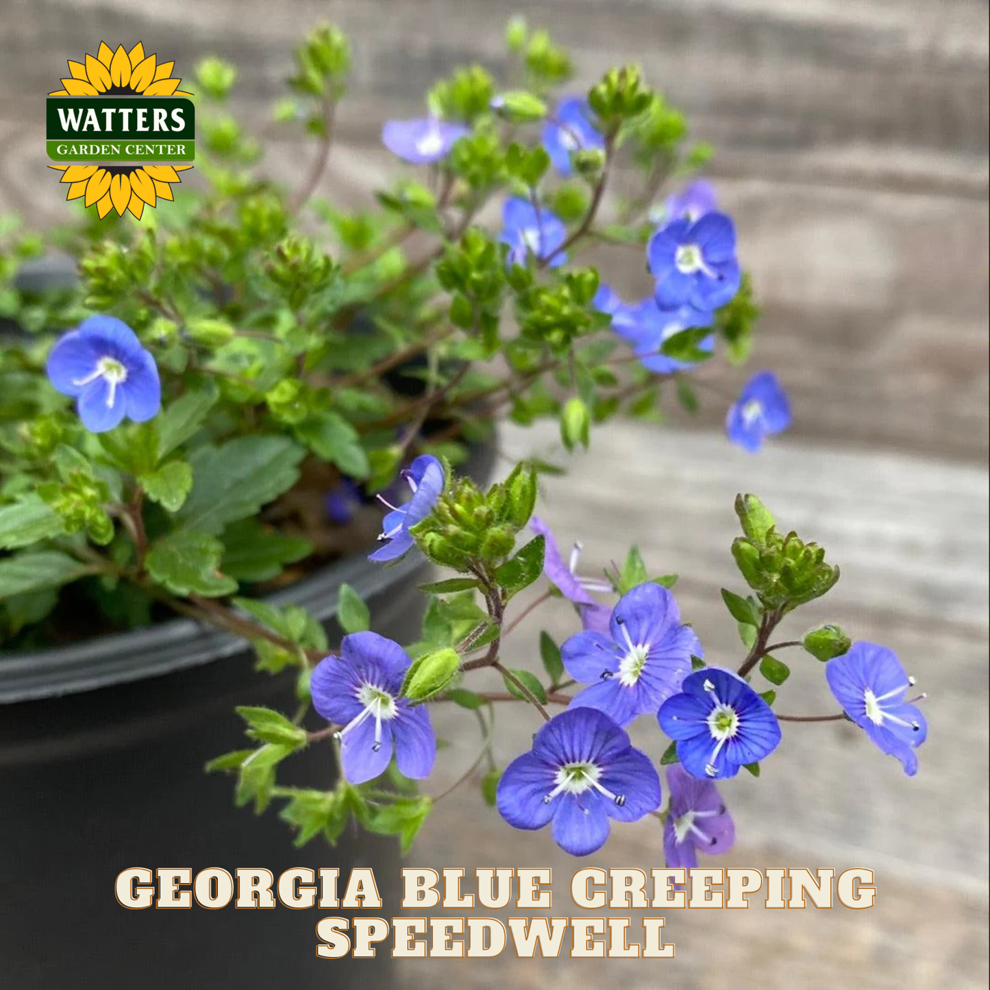 Georgia Blue Creeping Speedwell plant with Watters Garden Center branding.