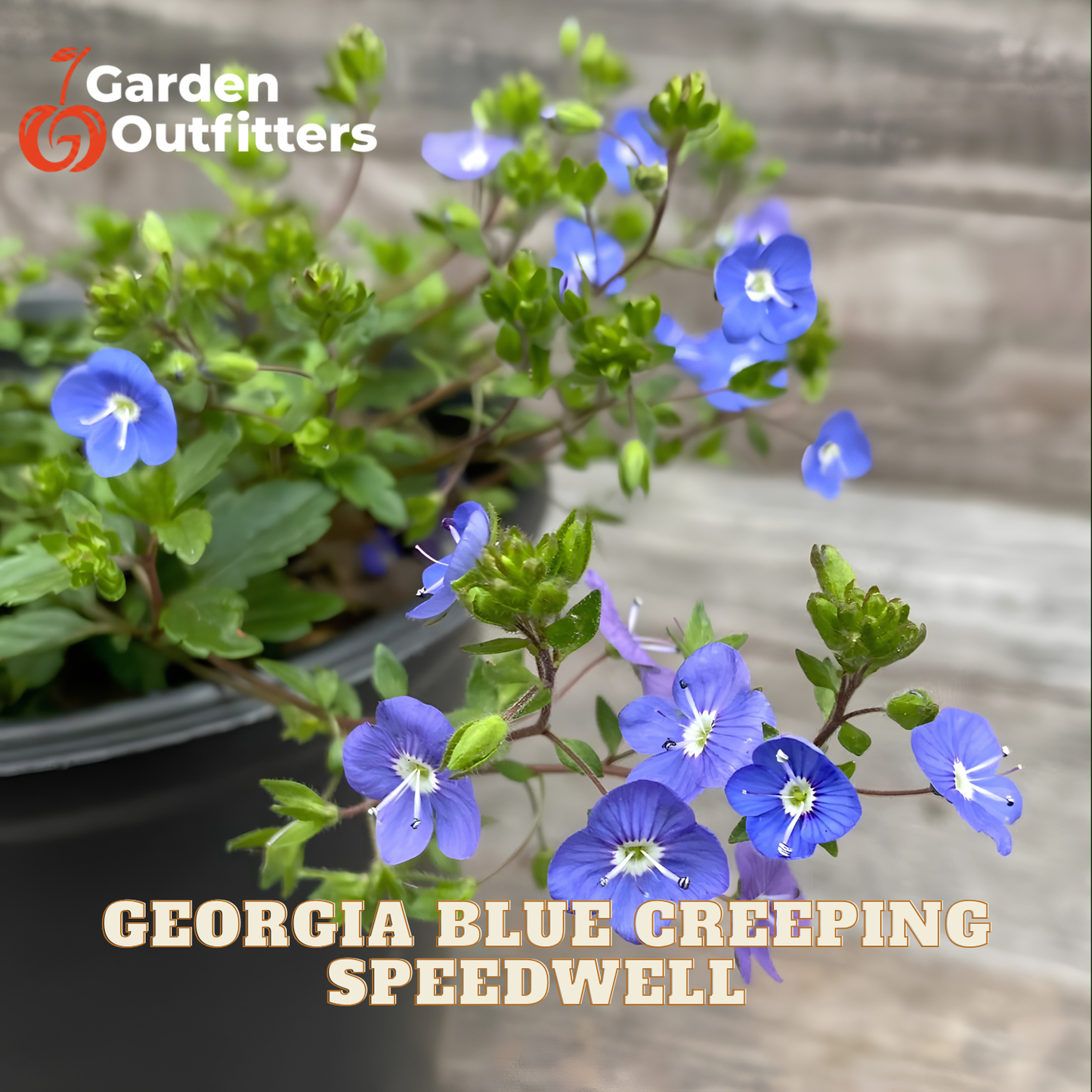 A potted plant of Georgia Blue Creeping Speedwell with bright blue flowers and green leaves, shown with a Garden Outfitters logo and product text overlay.