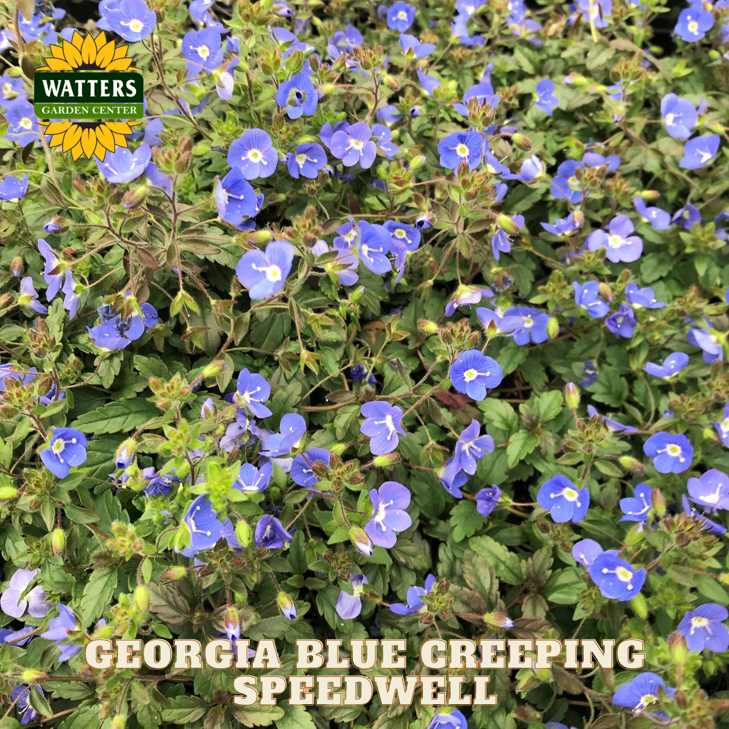 Georgia Blue Creeping Speedwell with Watters Garden Center logo