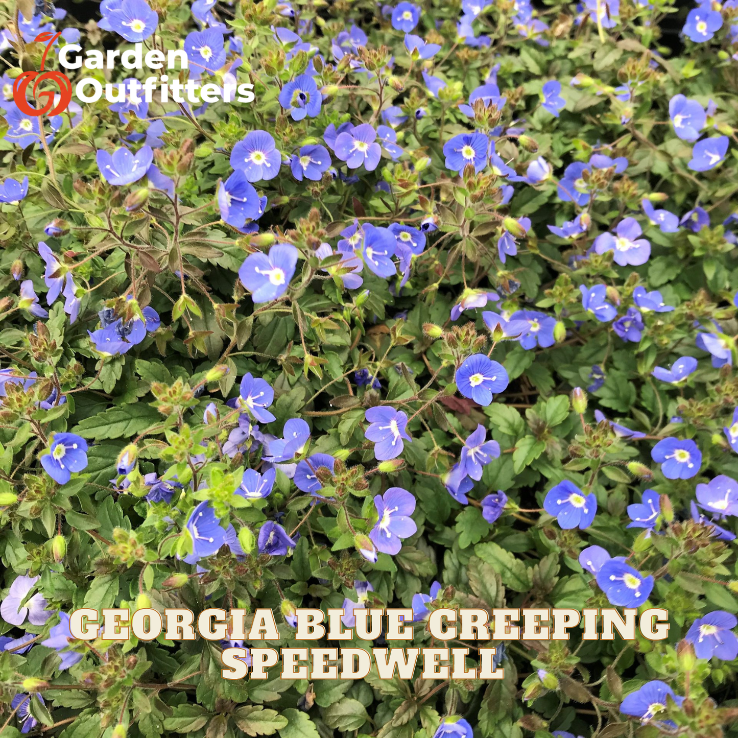 A close-up of a dense ground cover plant covered in small blue flowers with green leaves. Text overlays read 'Garden Outfitters' at the top left and 'GEORGIA BLUE CREEPING SPEEDWELL' at the bottom.