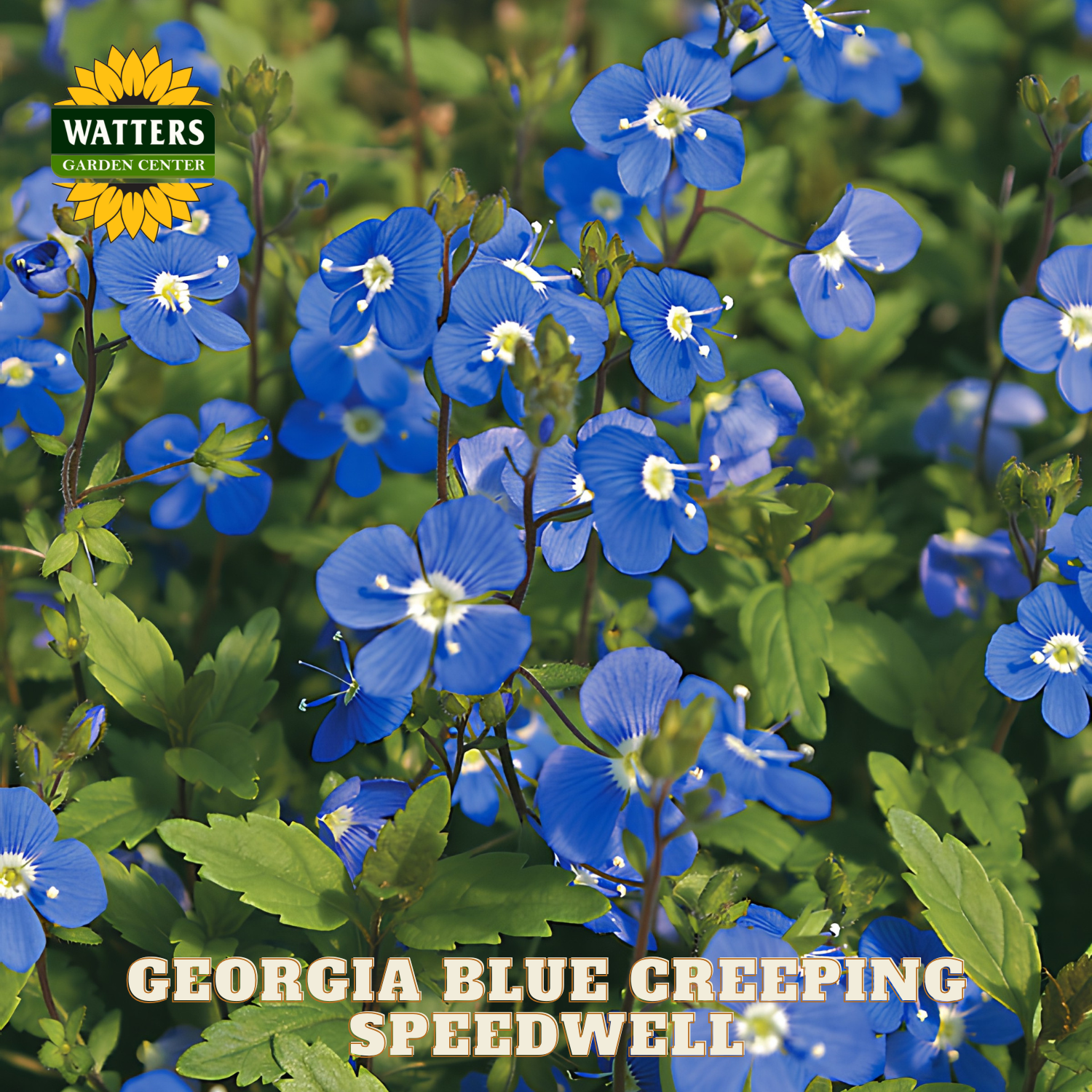 Georgia Blue Creeping Speedwells with Watters Garden Center logo