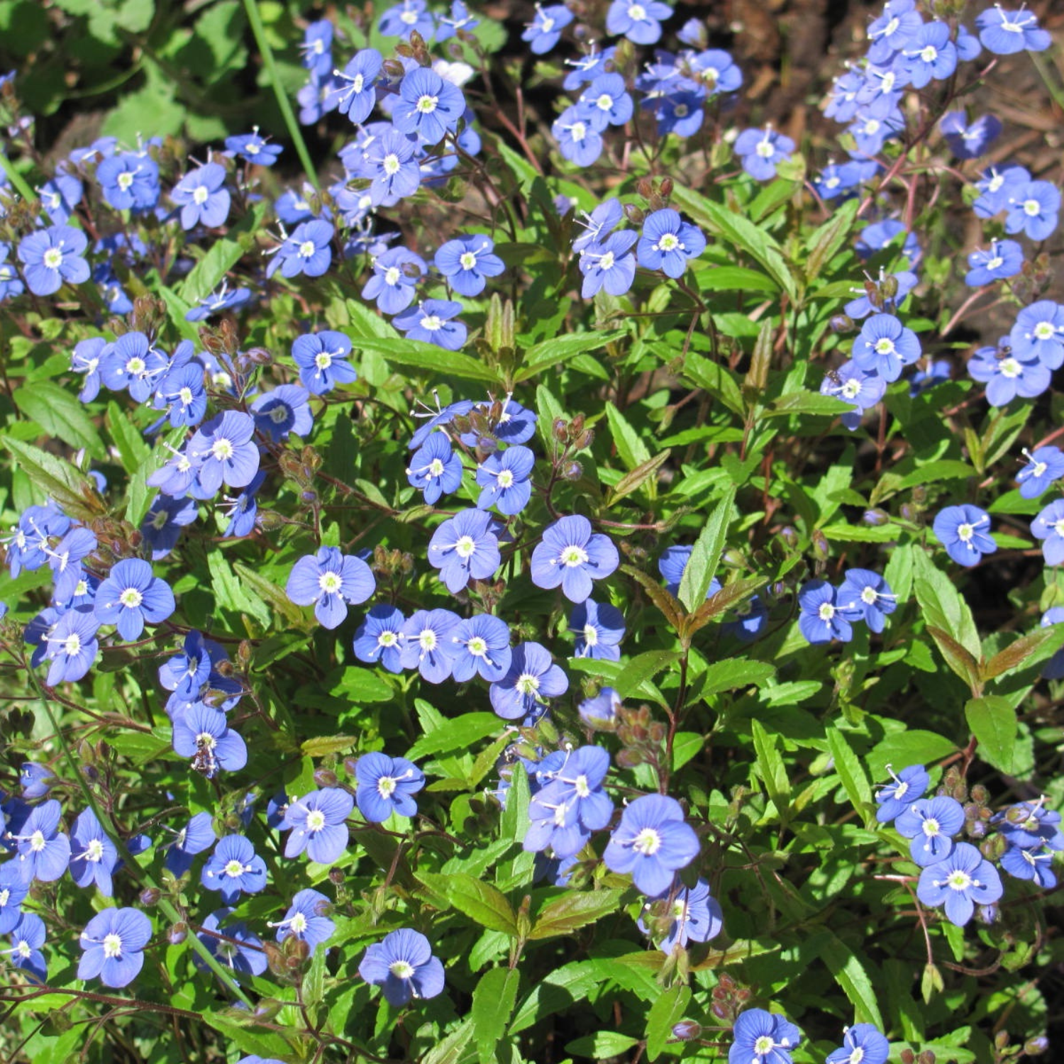 A dense patch of small blue flowers with green leaves growing in a natural outdoor setting.