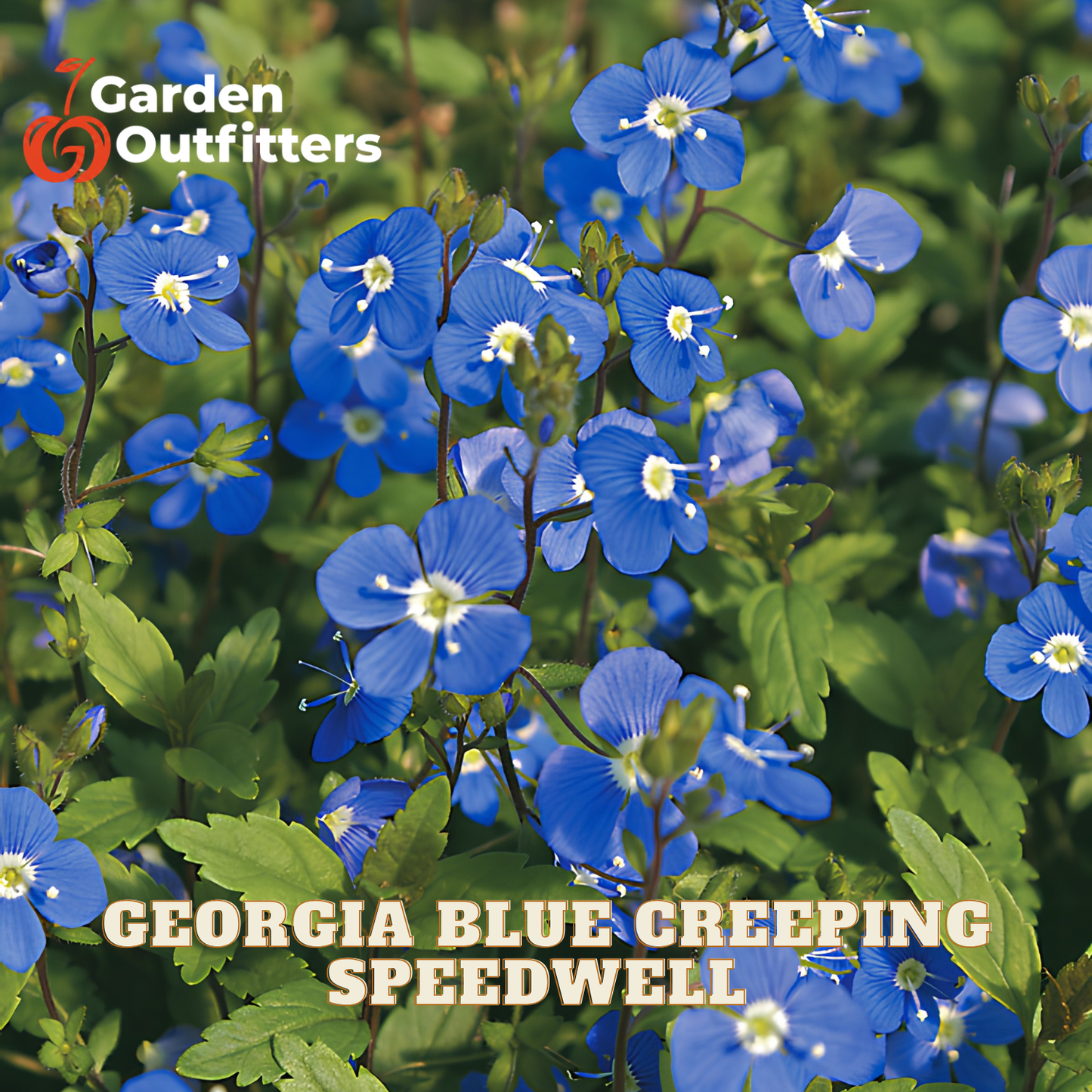 A close-up of blue creeping flowers with green leaves and stems, overlaid with the text 'Garden Outfitters' at the top left and 'GEORGIA BLUE CREEPING SPEEDWELL' at the bottom.
