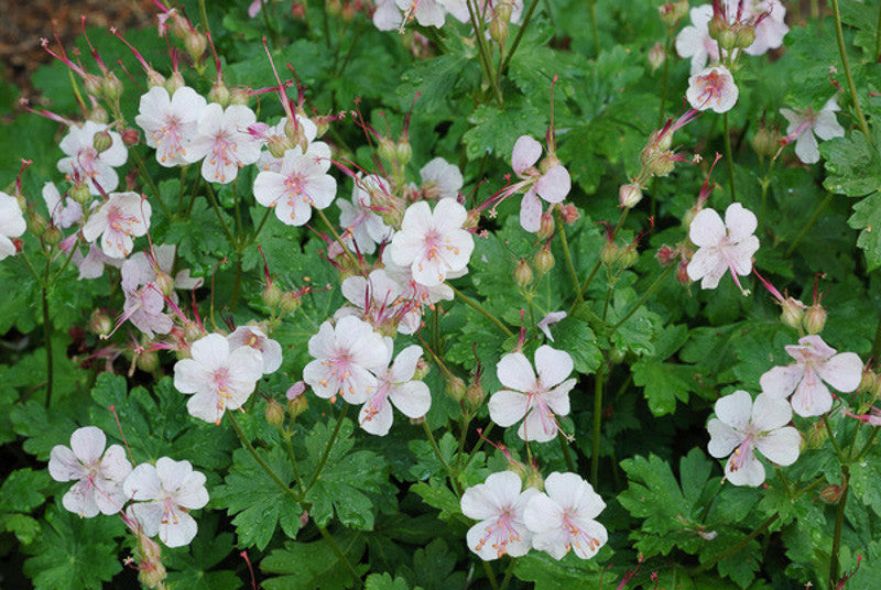 BIOKOVO CRANESBILL GERANIUM 1gal