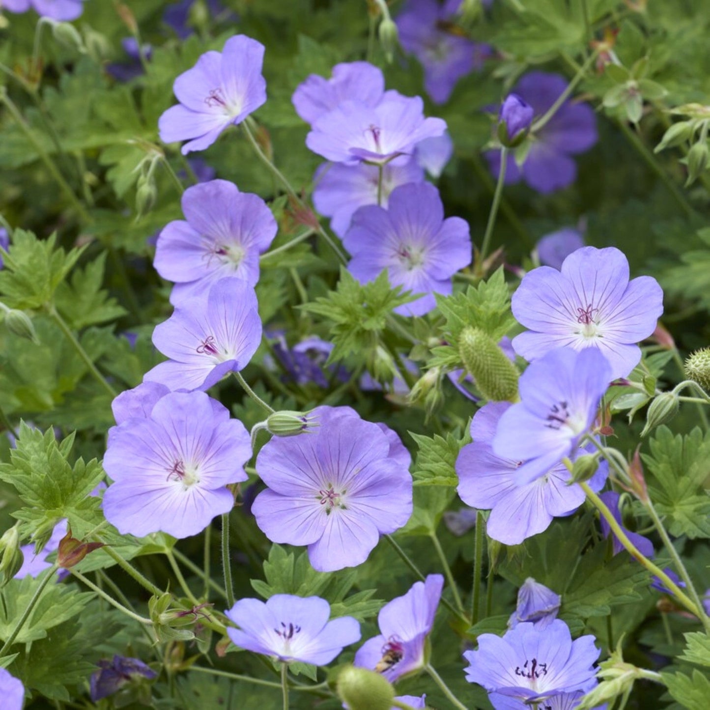 Geranium Rozanne Potted Plant 2 Pack (Cranesbill)