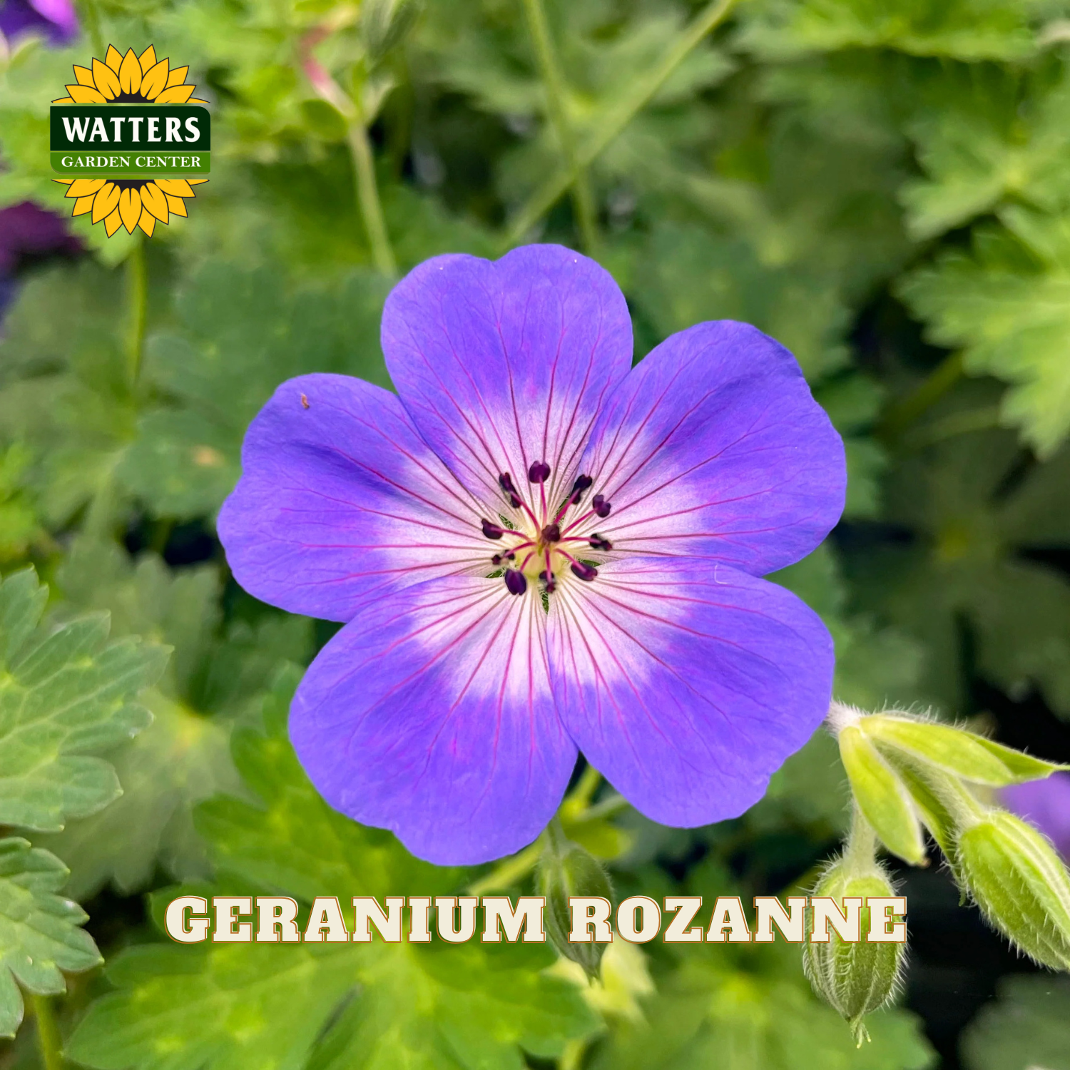 A single purple geranium flower with a white center and green foliage, shown in a garden-style close-up. The Watters Garden Centers logo appears in the top left, and the text 'GERANIUM ROZANNE' appears at the bottom.