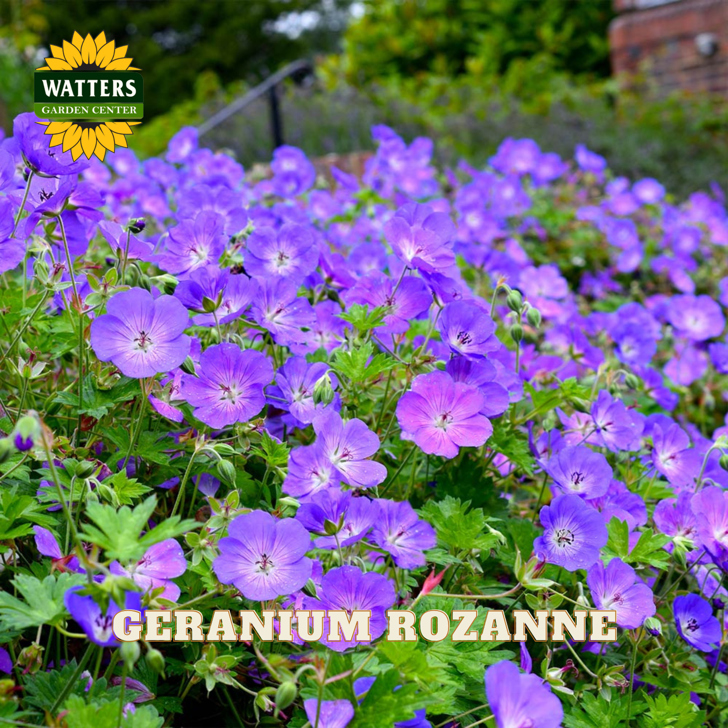 A dense patch of purple geranium flowers with green foliage in a garden setting, with the text 'GERANIUM ROZANNE' and a 'WATTERS GARDEN CENTER' logo overlaid on the image.
