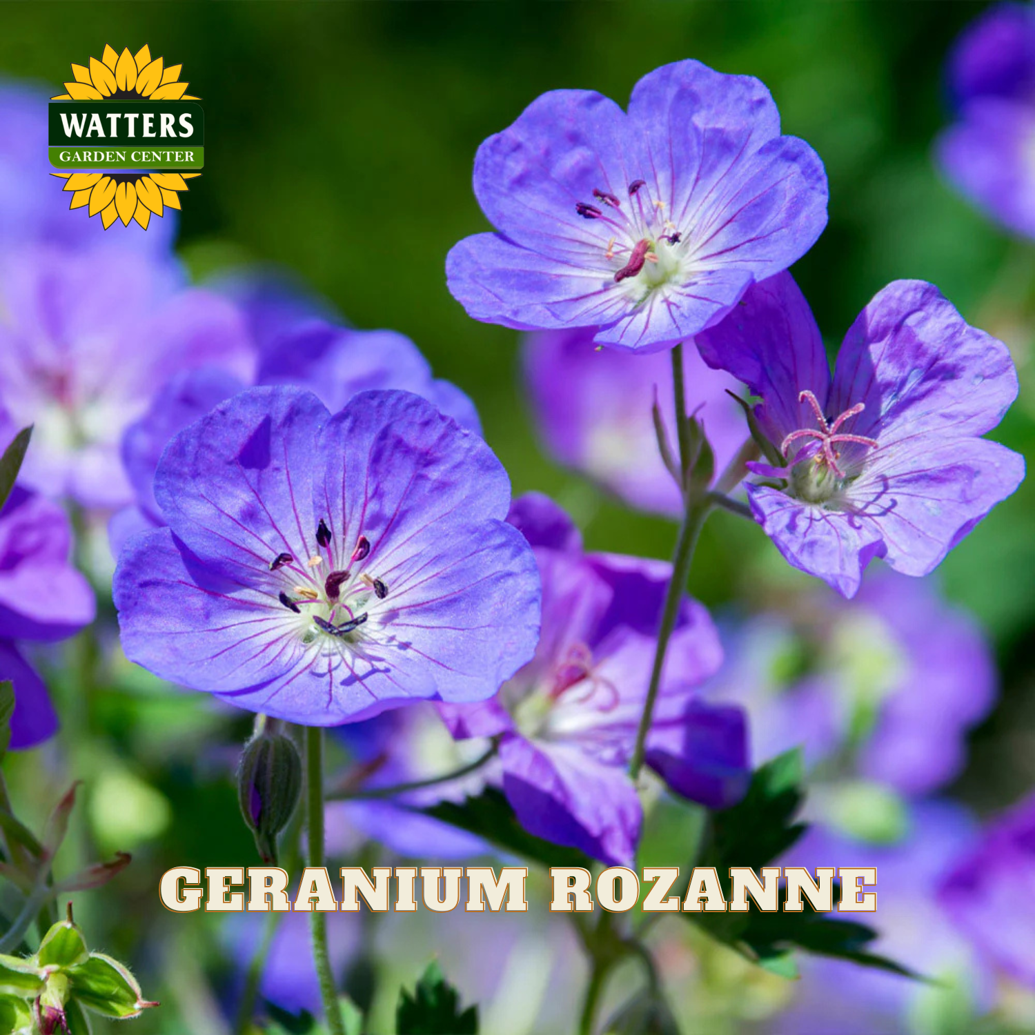 Purple Geranium Rozanne flowers in full bloom with green stems and leaves, featuring a Watters Garden Center logo in the top left and 'GERANIUM ROZANNE' text at the bottom.