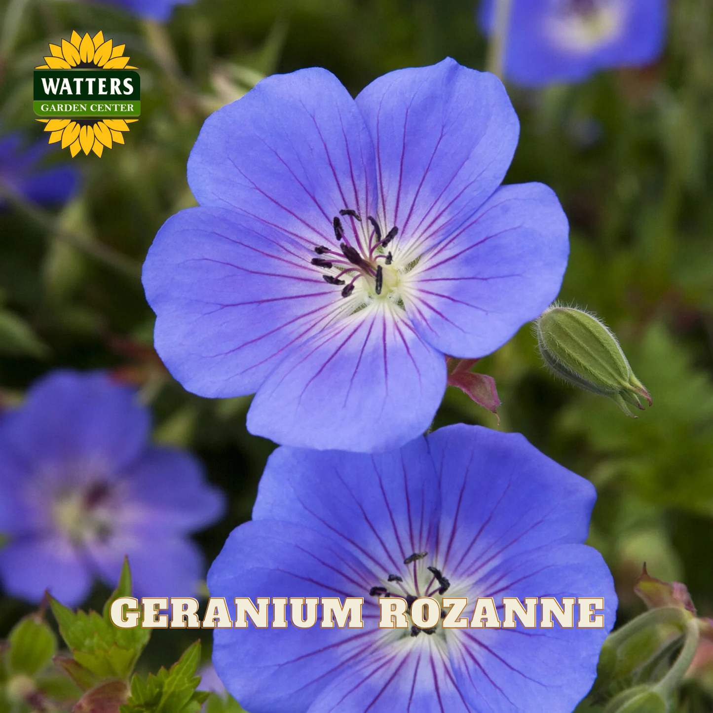 Close-up of blue geranium flowers with purple veining and green foliage, with the text 'GERANIUM ROZANNE' and a 'WATTERS GARDEN CENTER' logo overlaid.