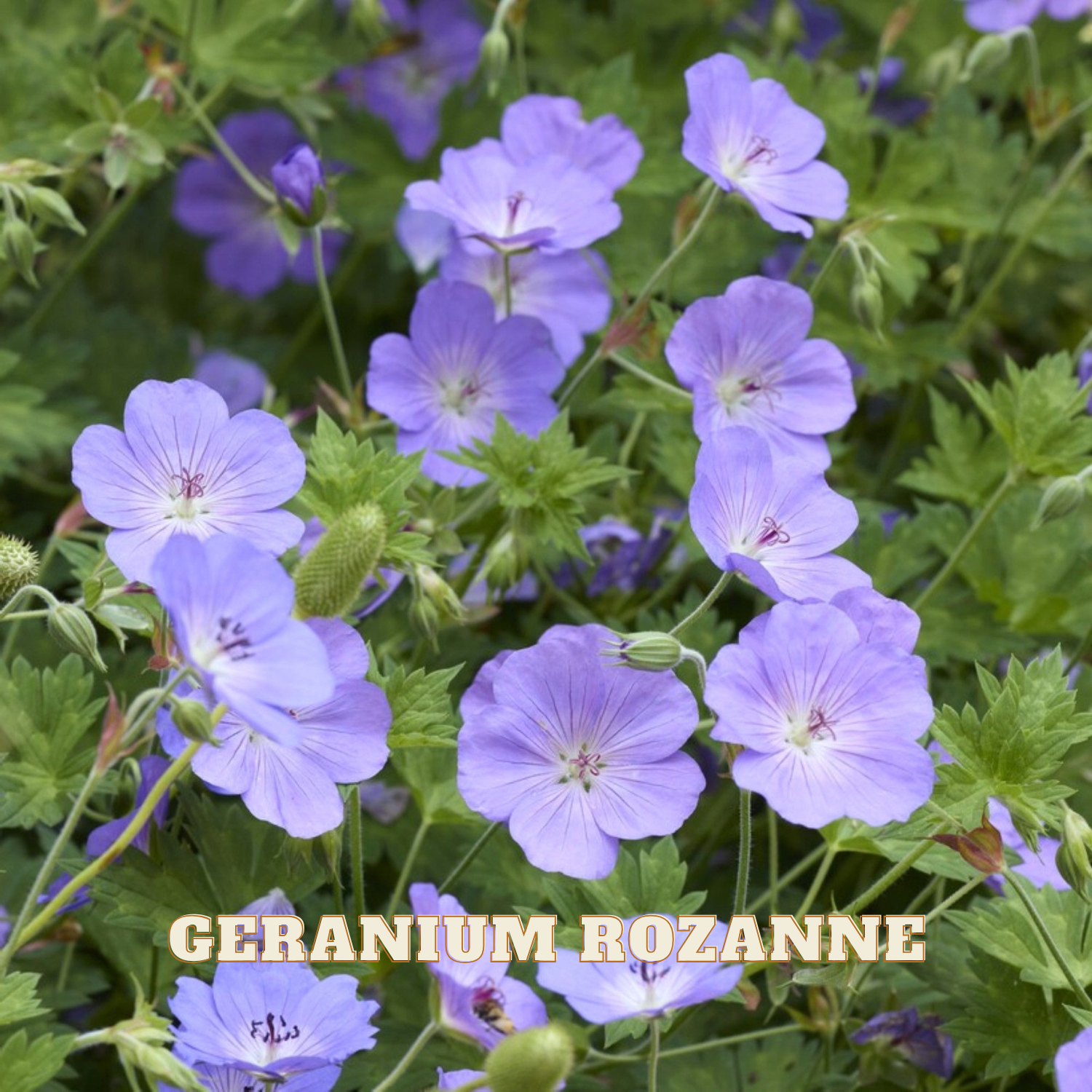 Lavender geranium flowers with green leaves and stems, featuring the text 'GERANIUM ROZANNE' at the bottom.