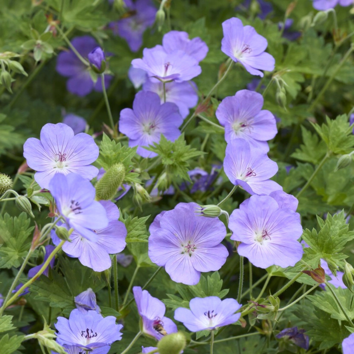 Lavender geranium flowers blooming among green leaves, with several light purple blossoms in full view and buds nearby.