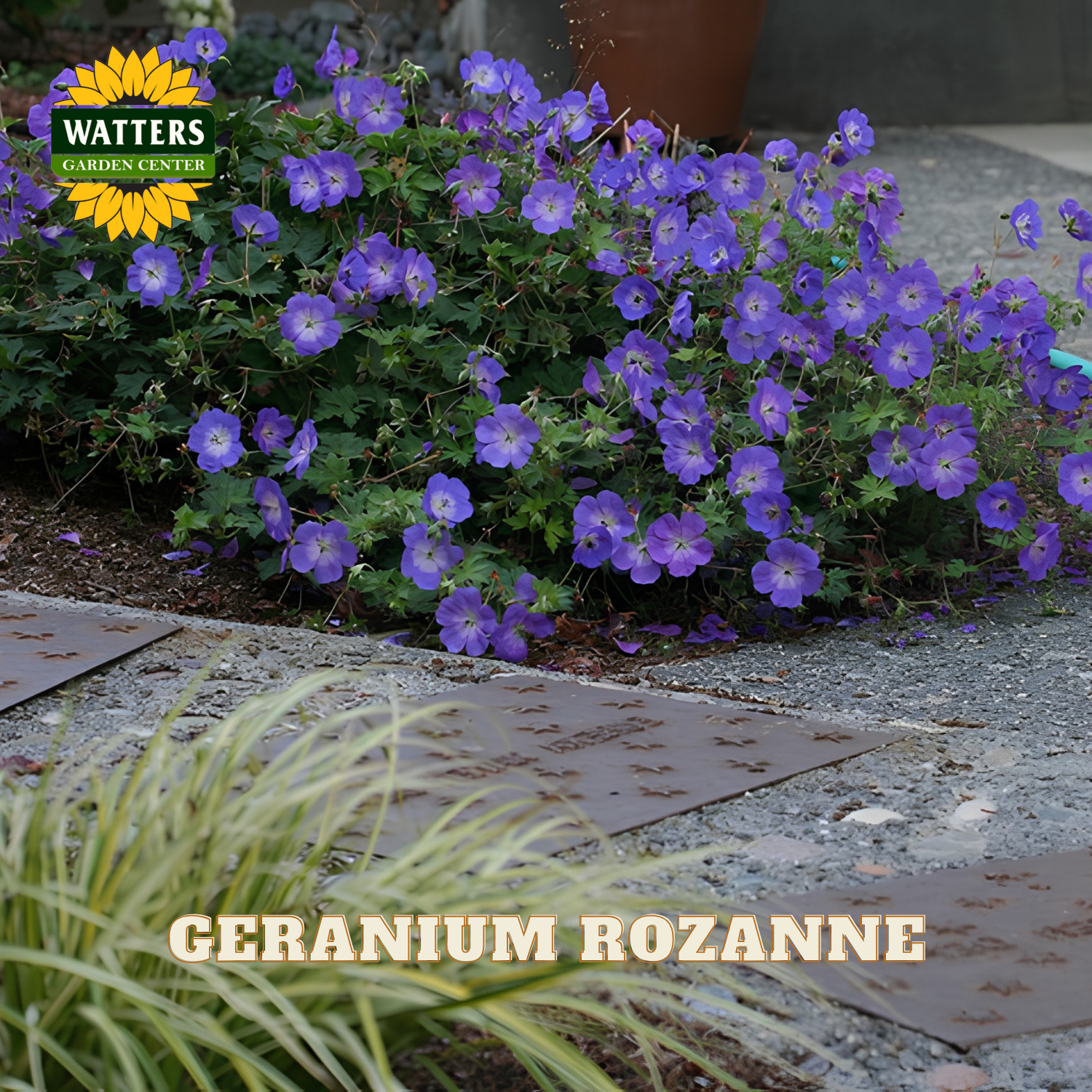 A flowering geranium plant with purple flowers and green leaves planted in a garden bed beside stone pavers. The Watters Garden Center logo appears in the top left, and the text 'GERANIUM ROZANNE' is overlaid at the bottom.