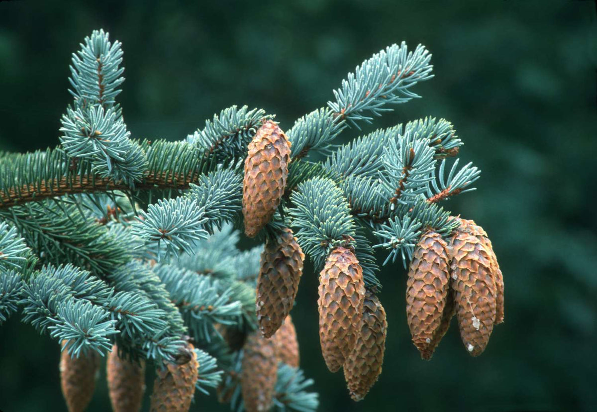 GREEN COLORADO SPRUCE 4-5ft