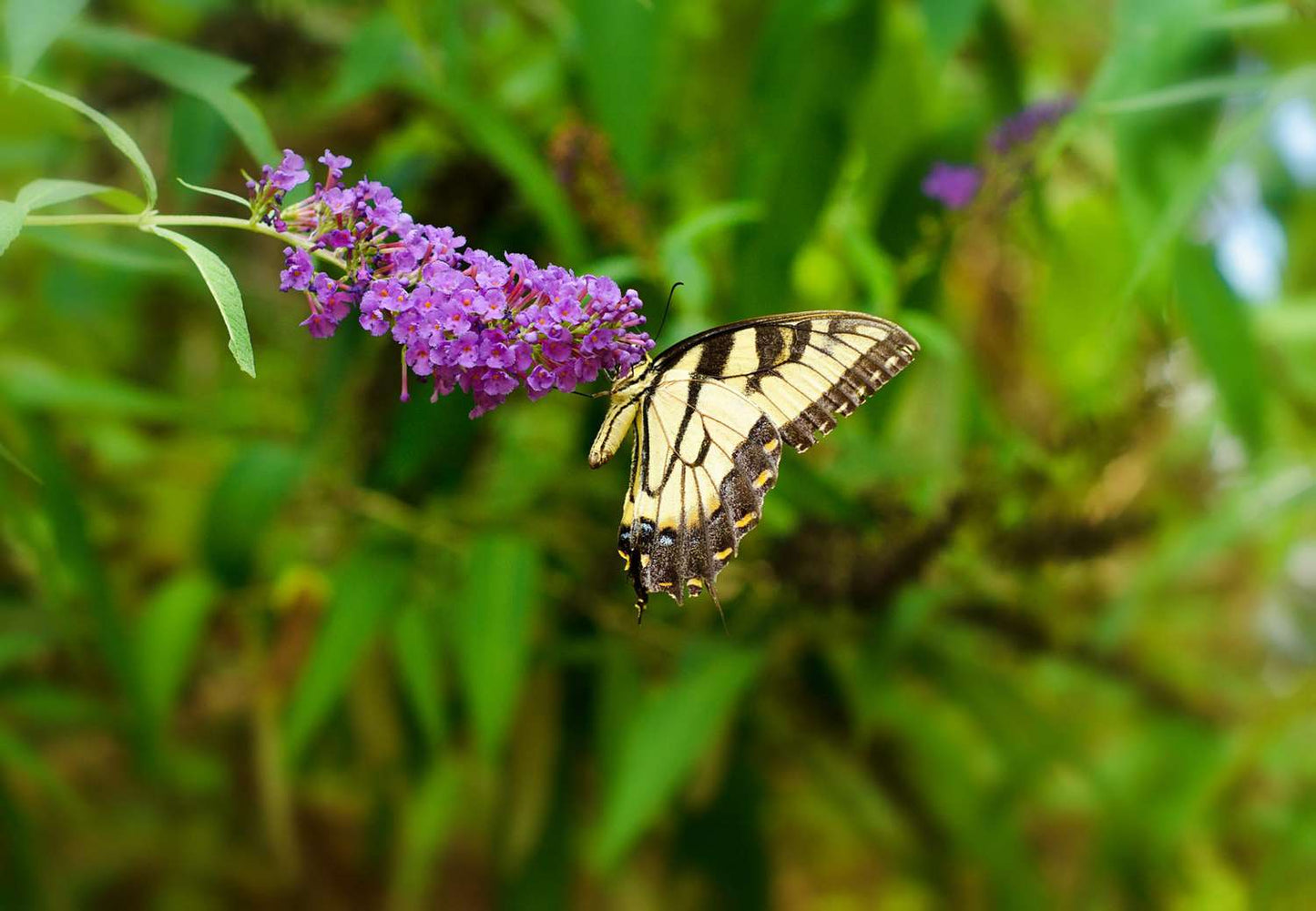 LO & BEHOLD BUTTERFLY BUSH PURPLE HAZE 2gal