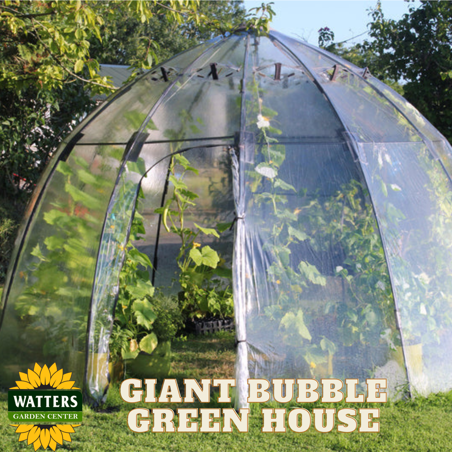 Giant Bubble Green House 137.8"D x 86.6"H