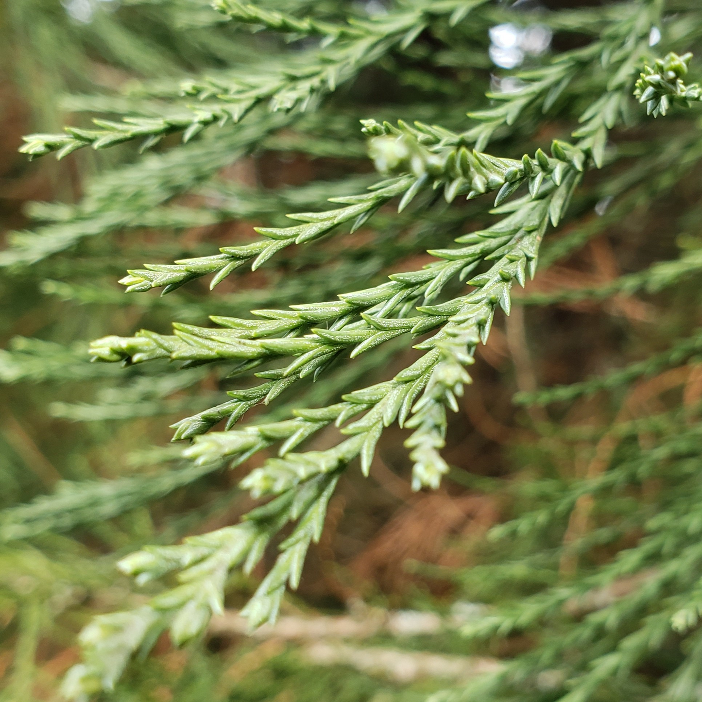 GAINT SEQUOIA TREE 6gal