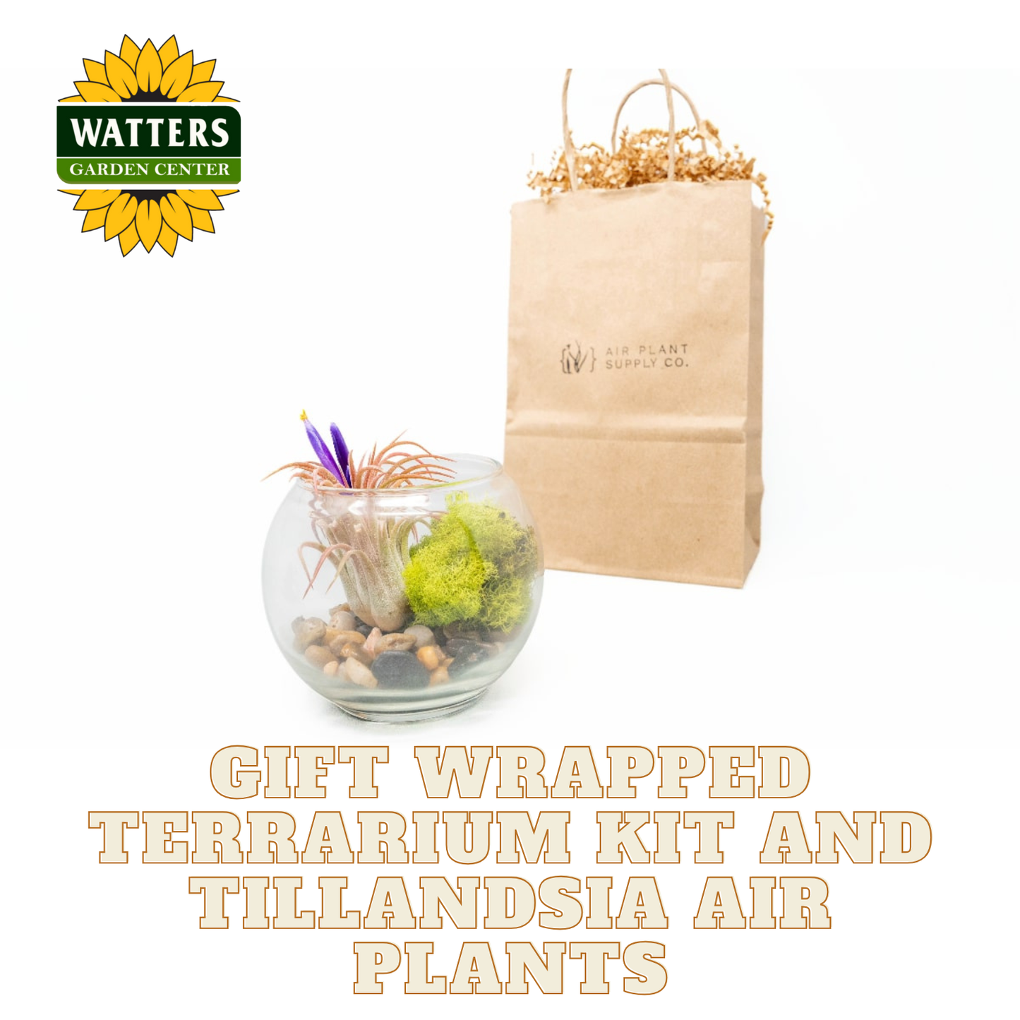 Gift wrapped terrarium kit with Tillandsia air plants and a brown paper bag on a white background.