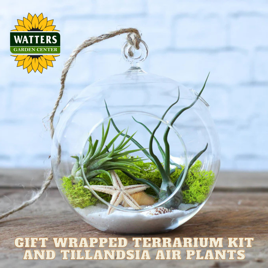Gift wrapped terrarium kit with Tillandsia air plants and Watters Garden Center logo.
