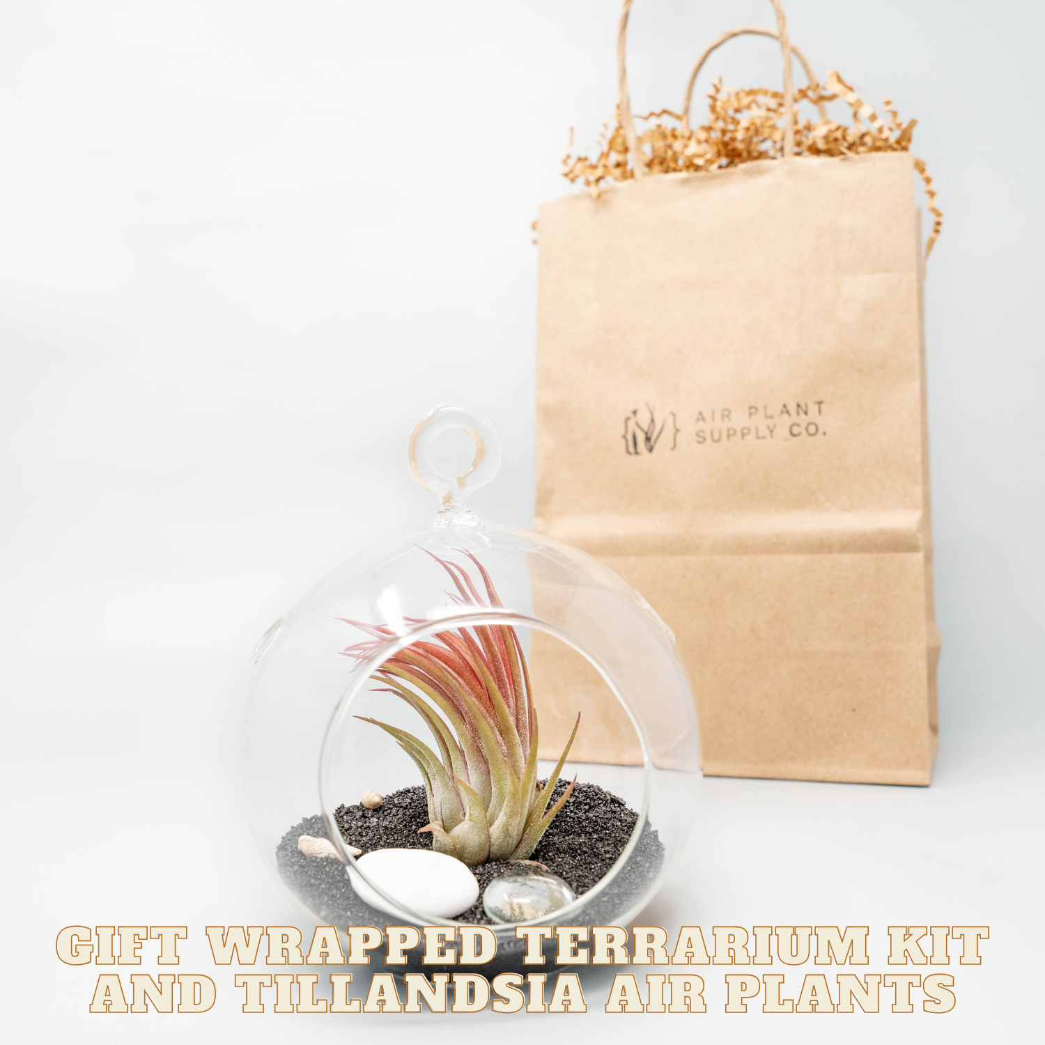 Gift wrapped terrarium kit with Tillandsia air plants on a white background