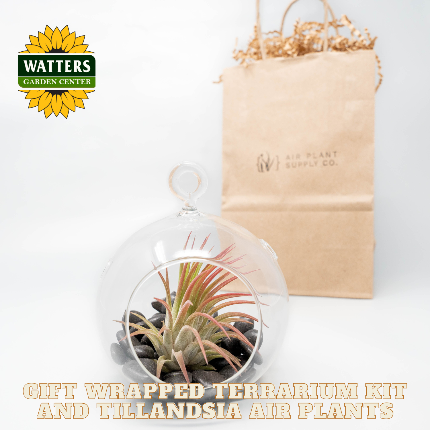 Gift wrapped terrarium kit with Tillandsia air plants and a branded bag on a white background.