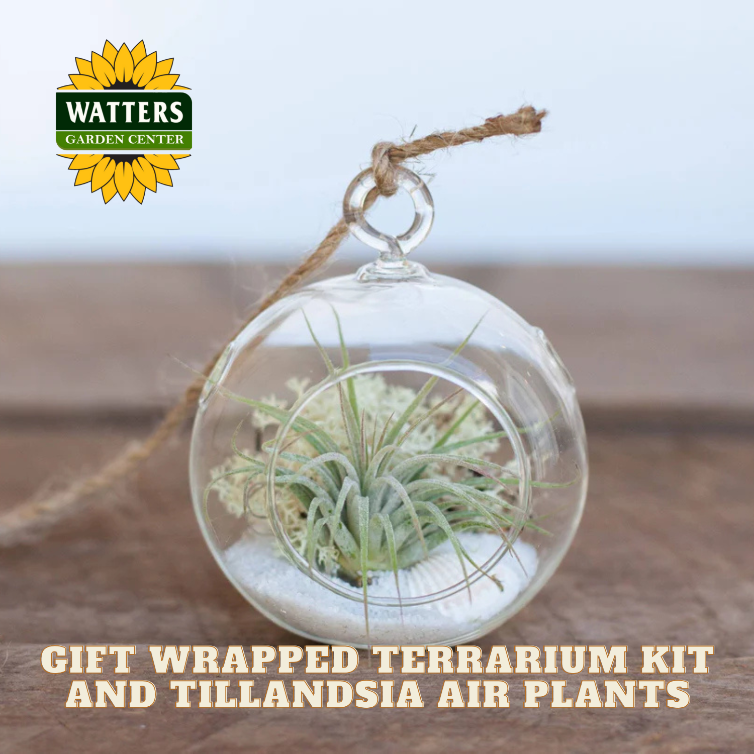Gift wrapped terrarium kit with Tillandsia air plants on a wooden surface, featuring Watters Garden Center logo.