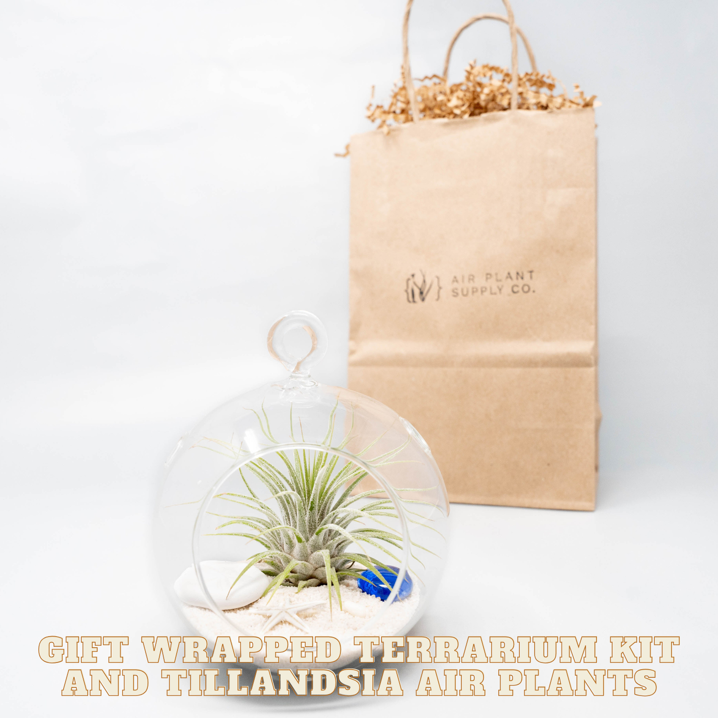 Gift wrapped terrarium kit with Tillandsia air plants and a brown paper bag from Air Plant Supply Co. on a light gray background.